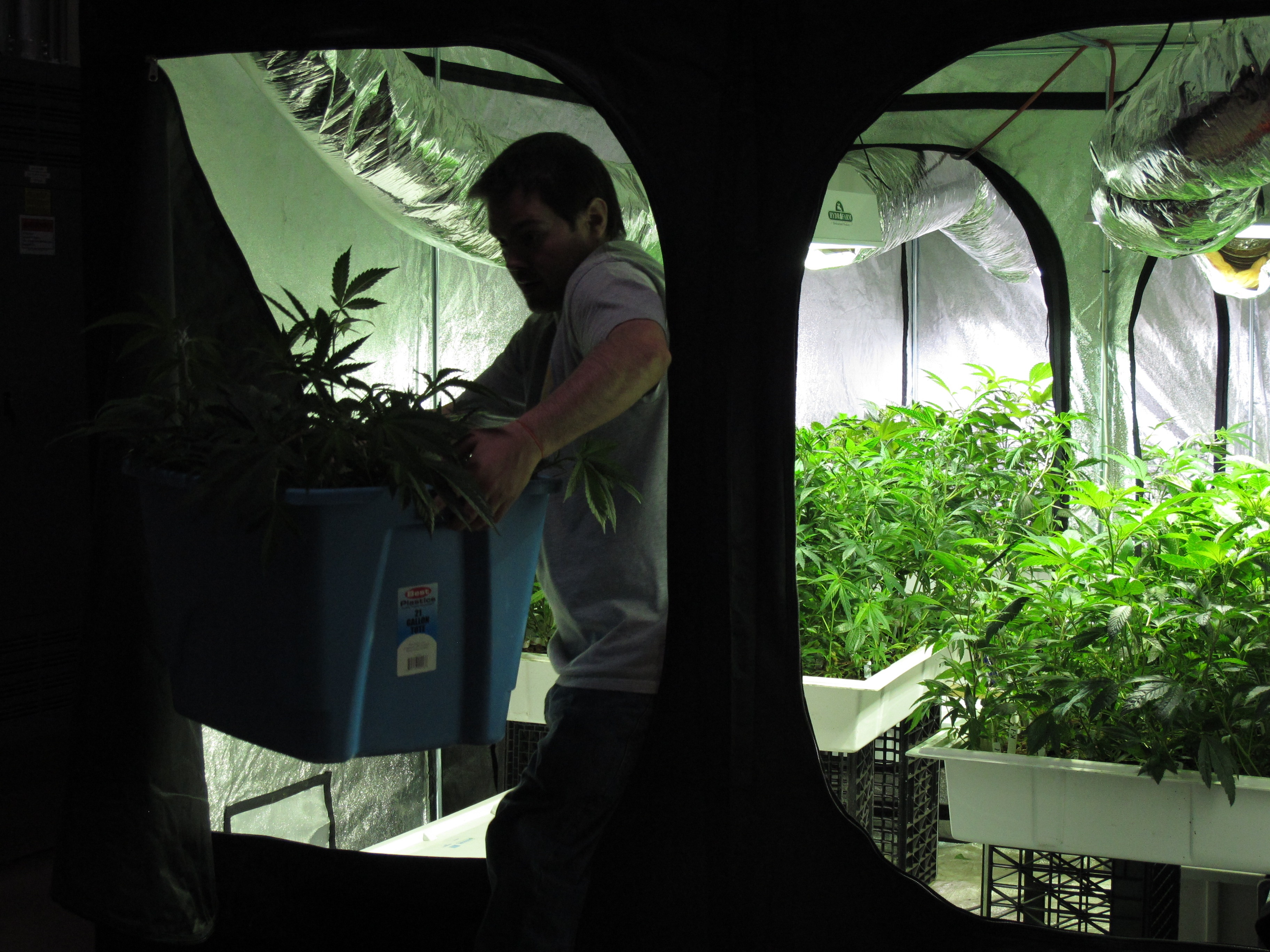 American Weed  La ruée verte (1).JPG