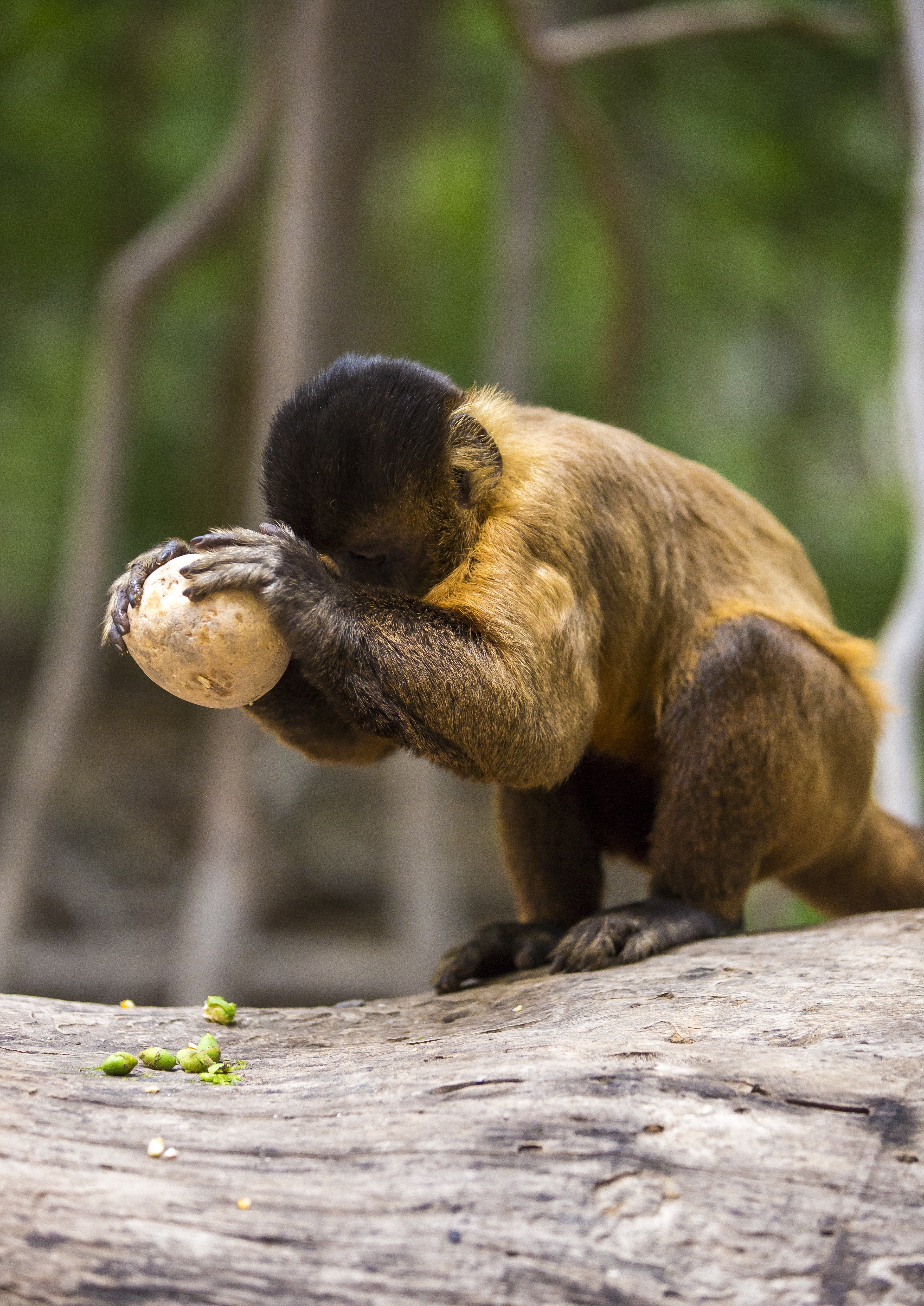 Champions par nature Un concours d'ingeniosite.jpg