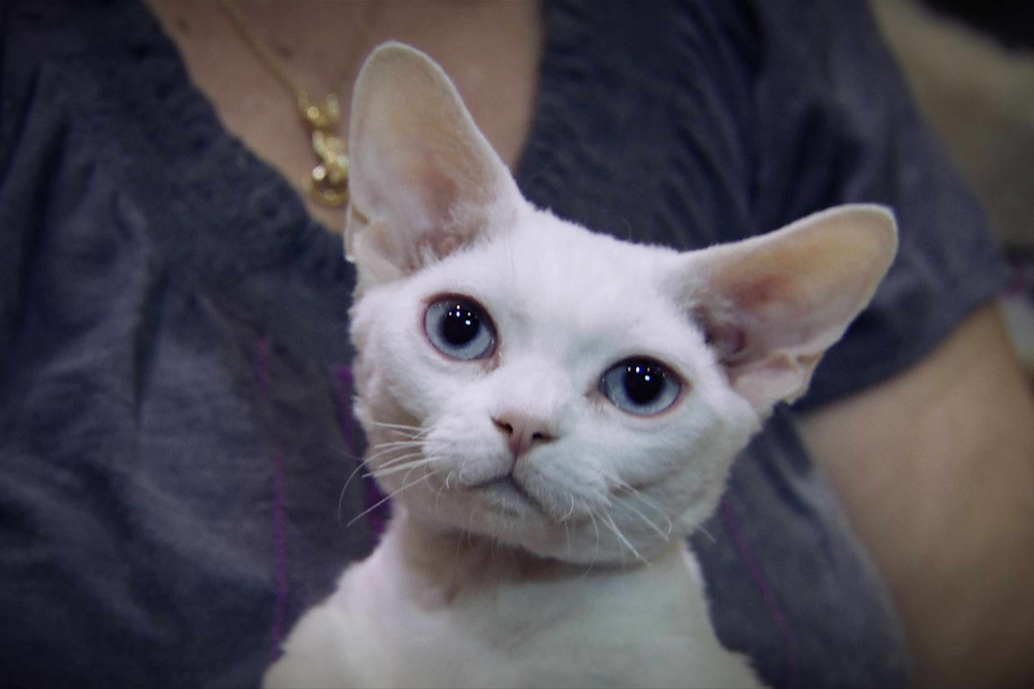 La_face_cachee_des_chats (2).JPG