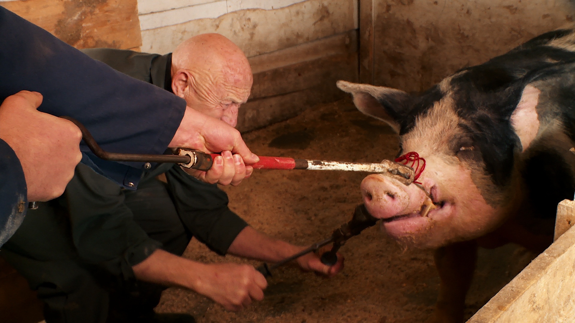 L'incroyable Dr Pol  Cochons sous la pluie (1).JPG
