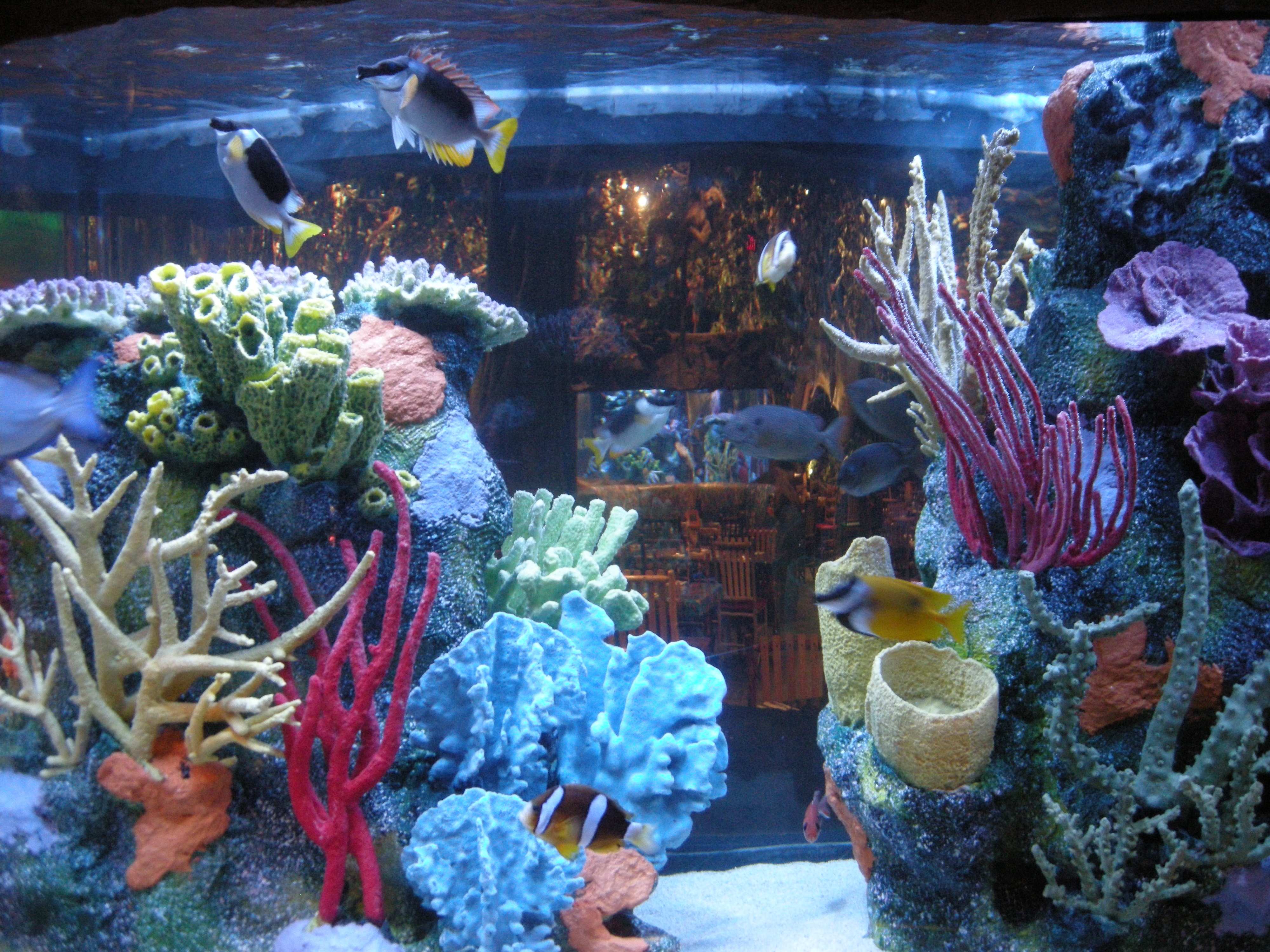 Les_rois_des_aquariums__un_gros_client.JPG