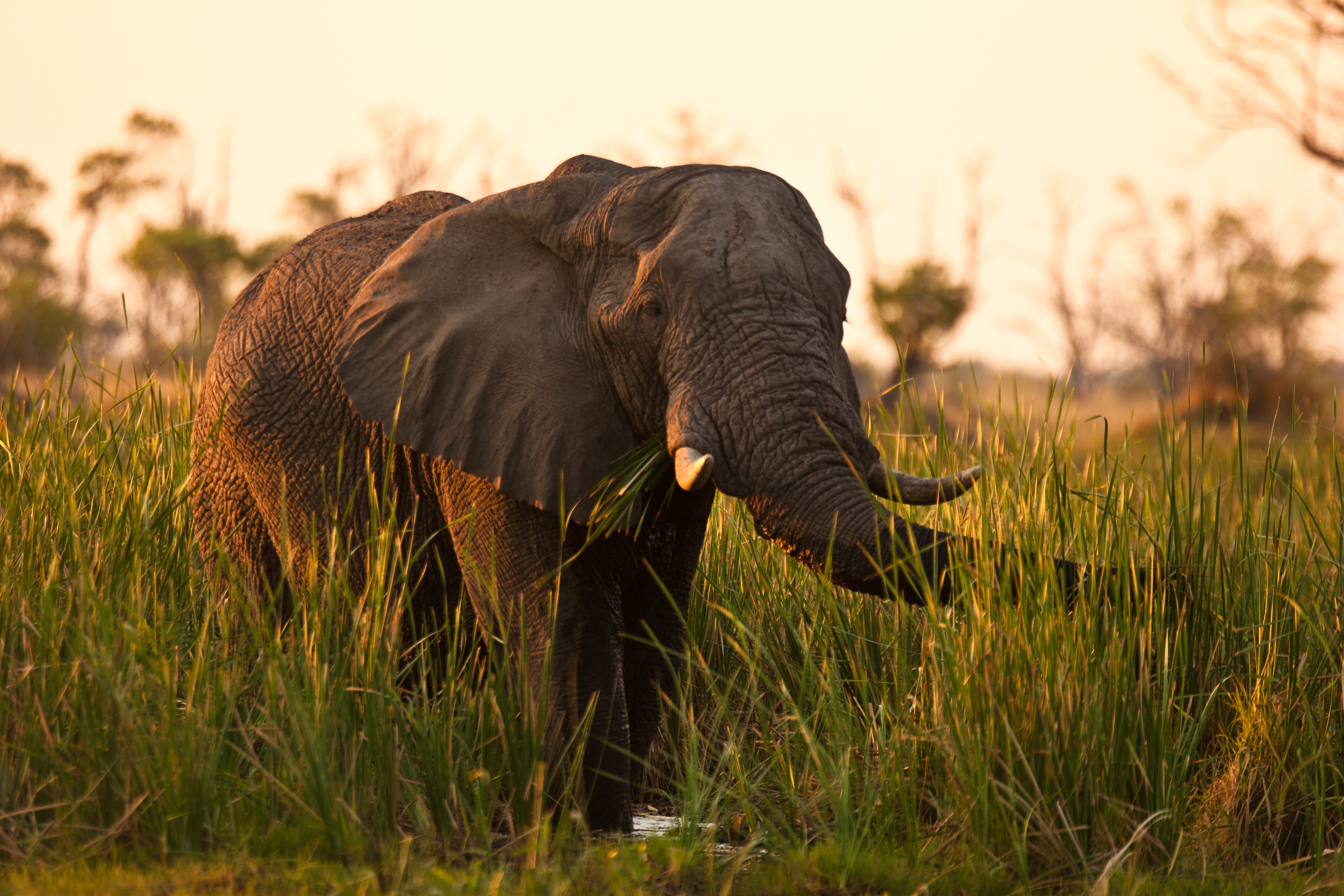 Mensah_Reine_elephante (2).jpg