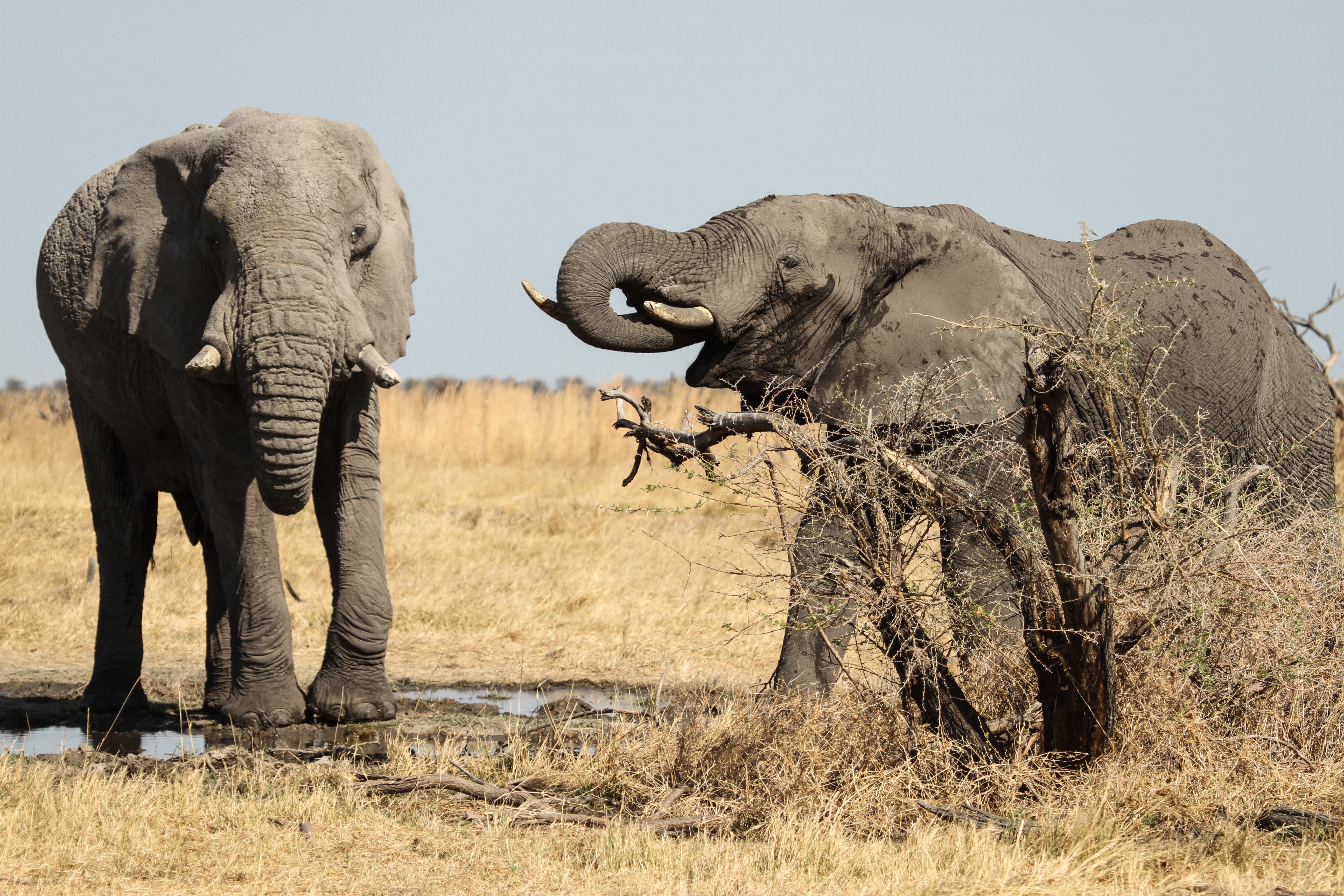 Mensah_Reine_elephante (1).jpg