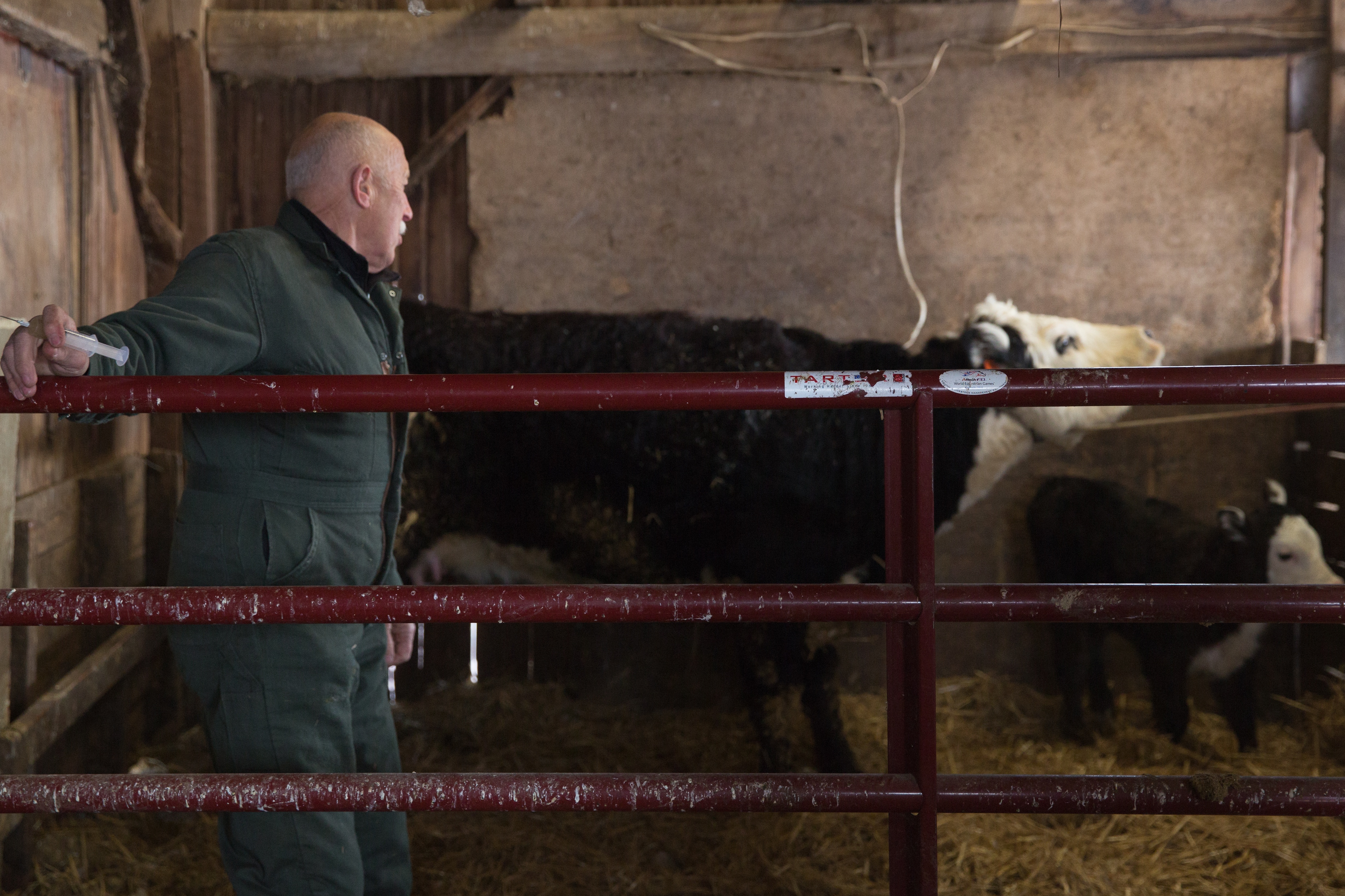 L'incroyable Dr Pol Au secours des vaches.JPG