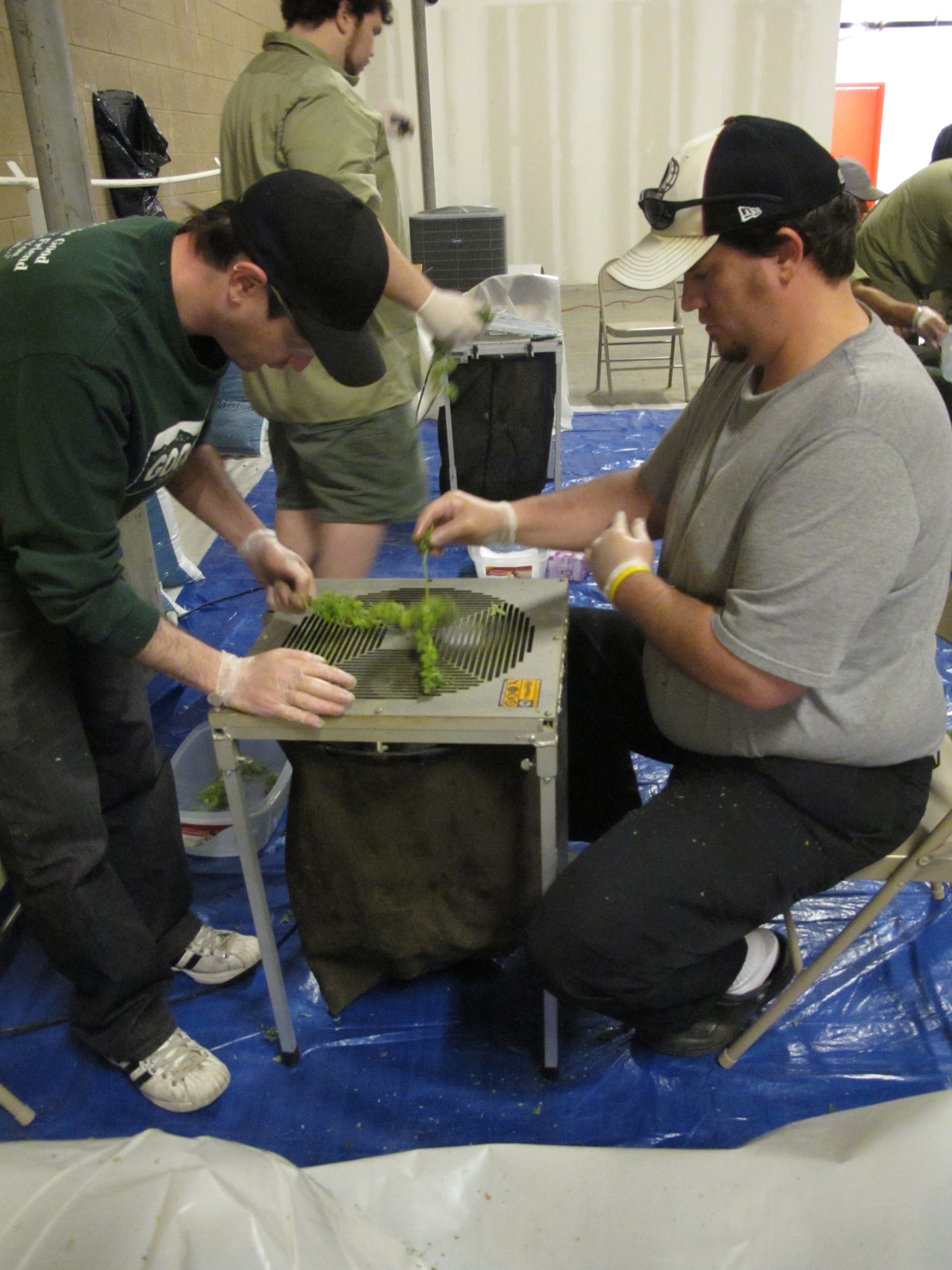 American Weed Rêve ou cauchemar.JPG