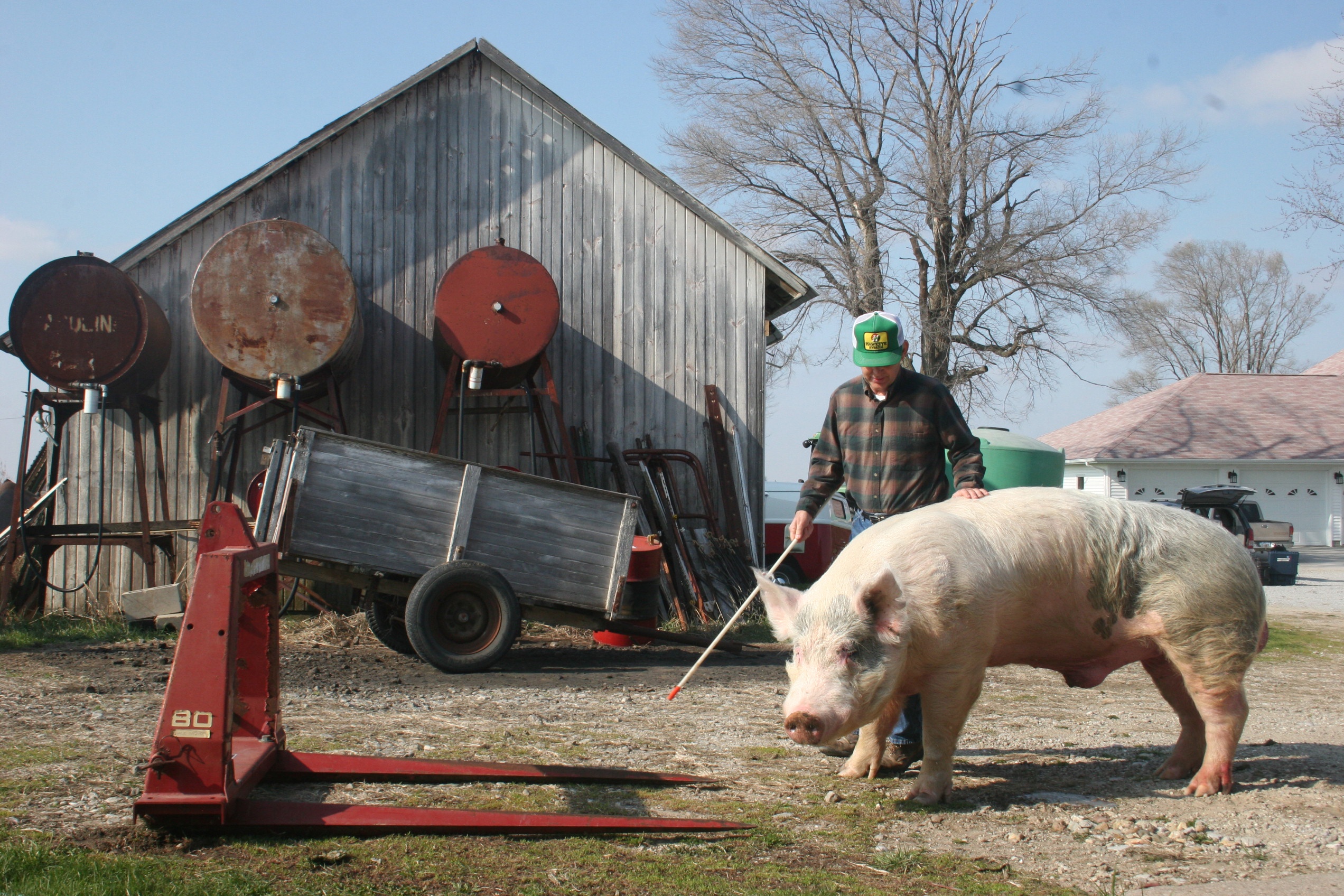 Intelligence animale Cochons savants (2).jpg