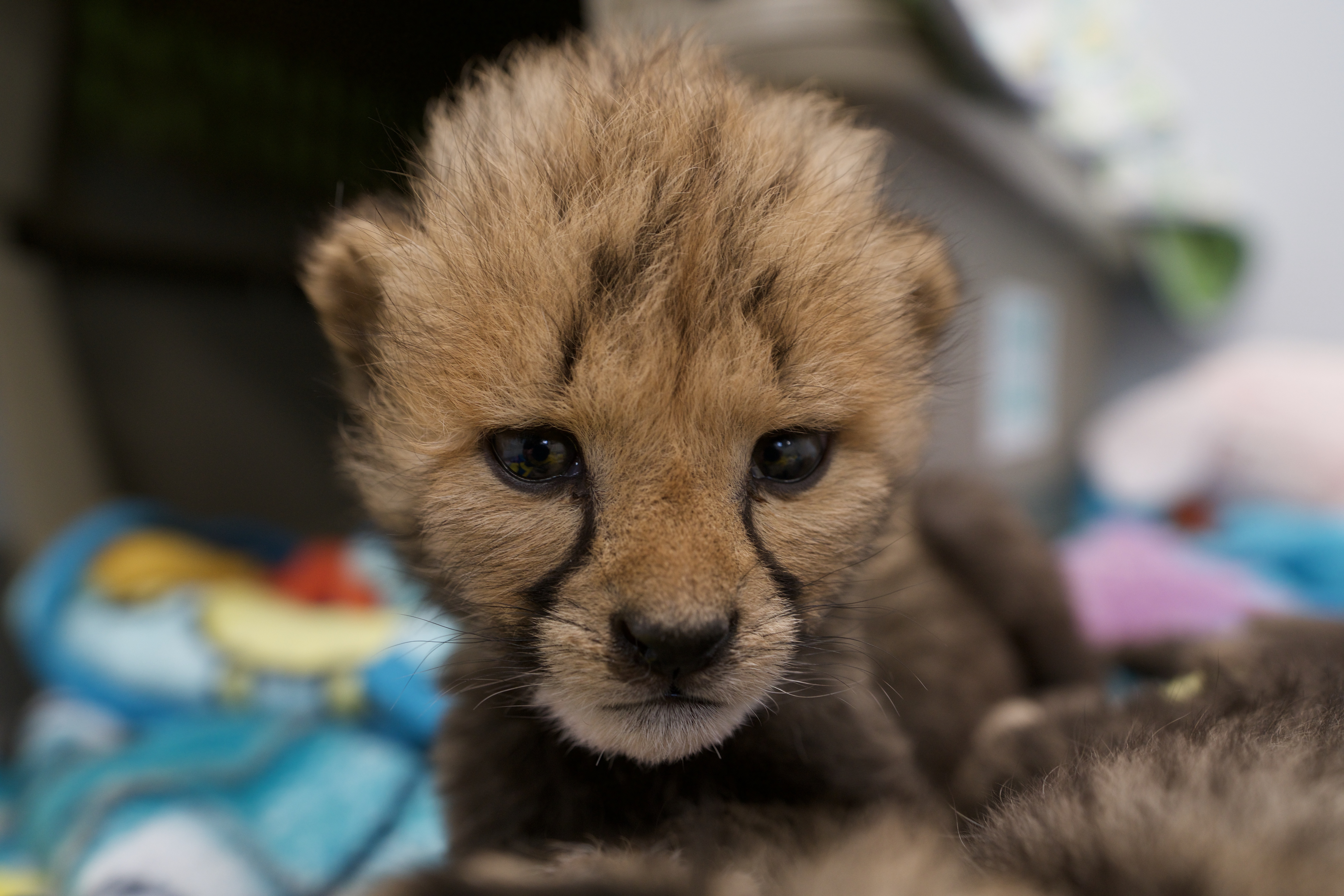 LoveIsACheetahCub_SecretsOfTheZoo_Ep107_01.jpg