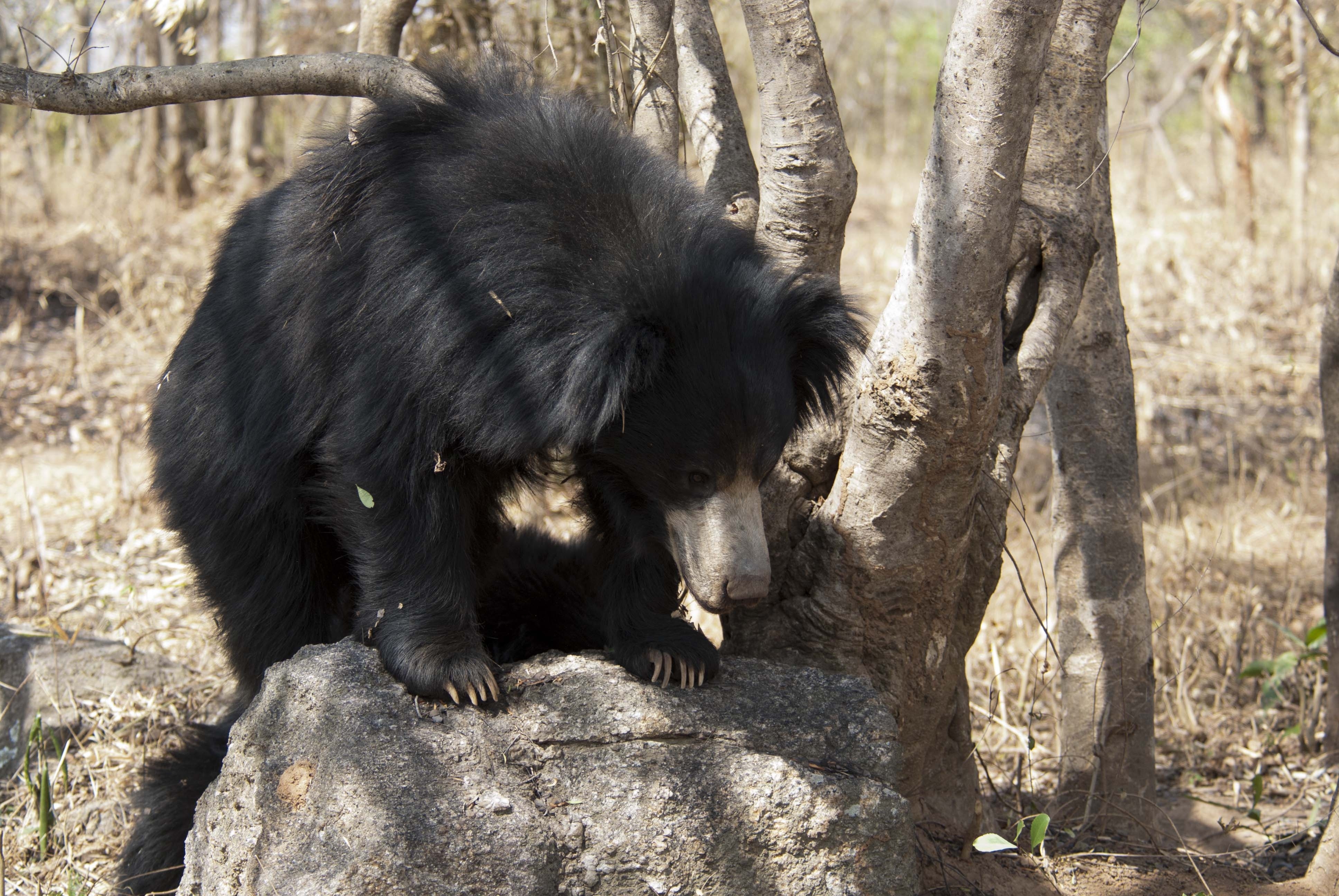 Baloo_le_paresseux.JPG