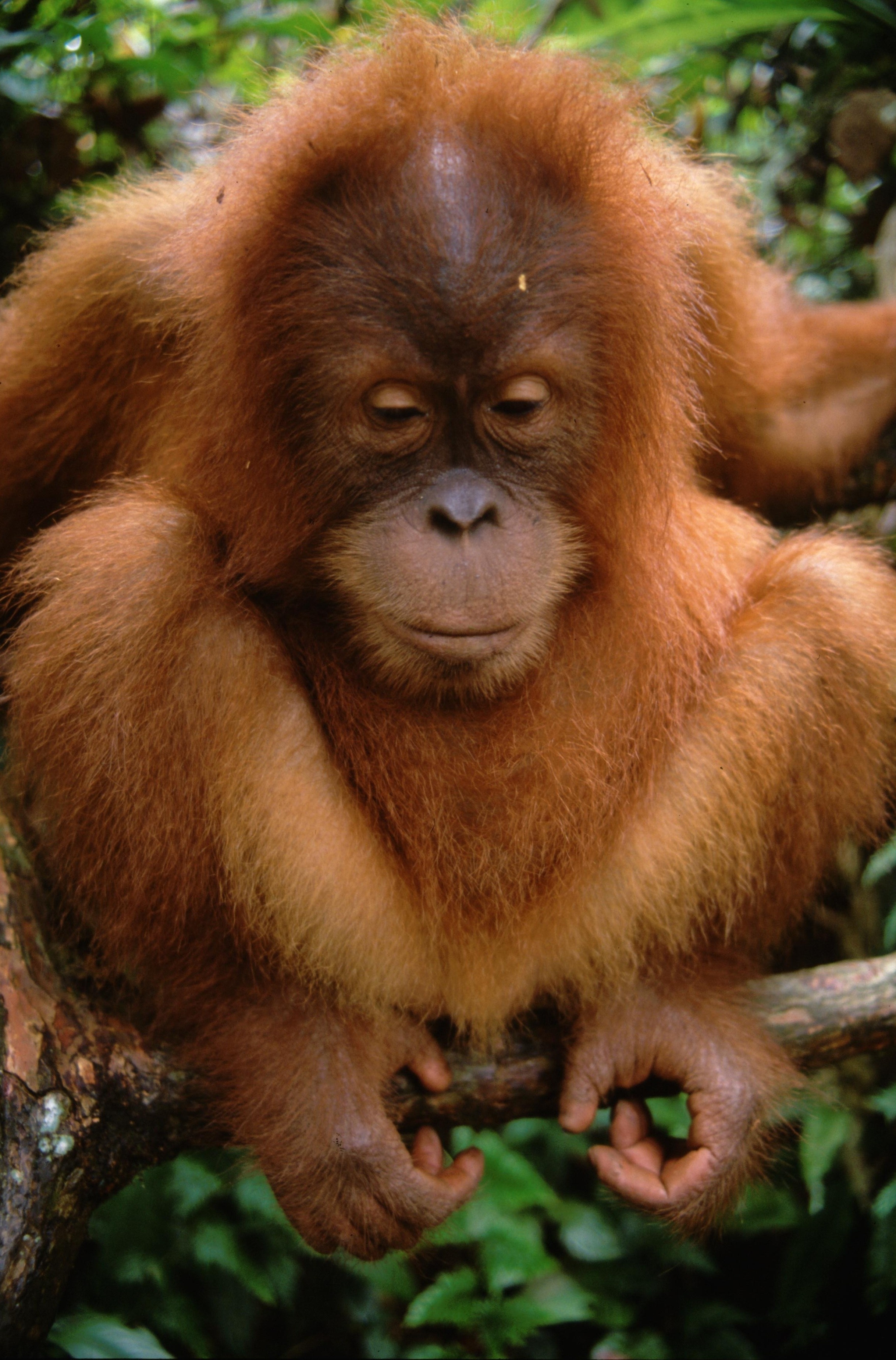 Bébés mais dangereux ! Les survivants d'Amazonie (2).JPG