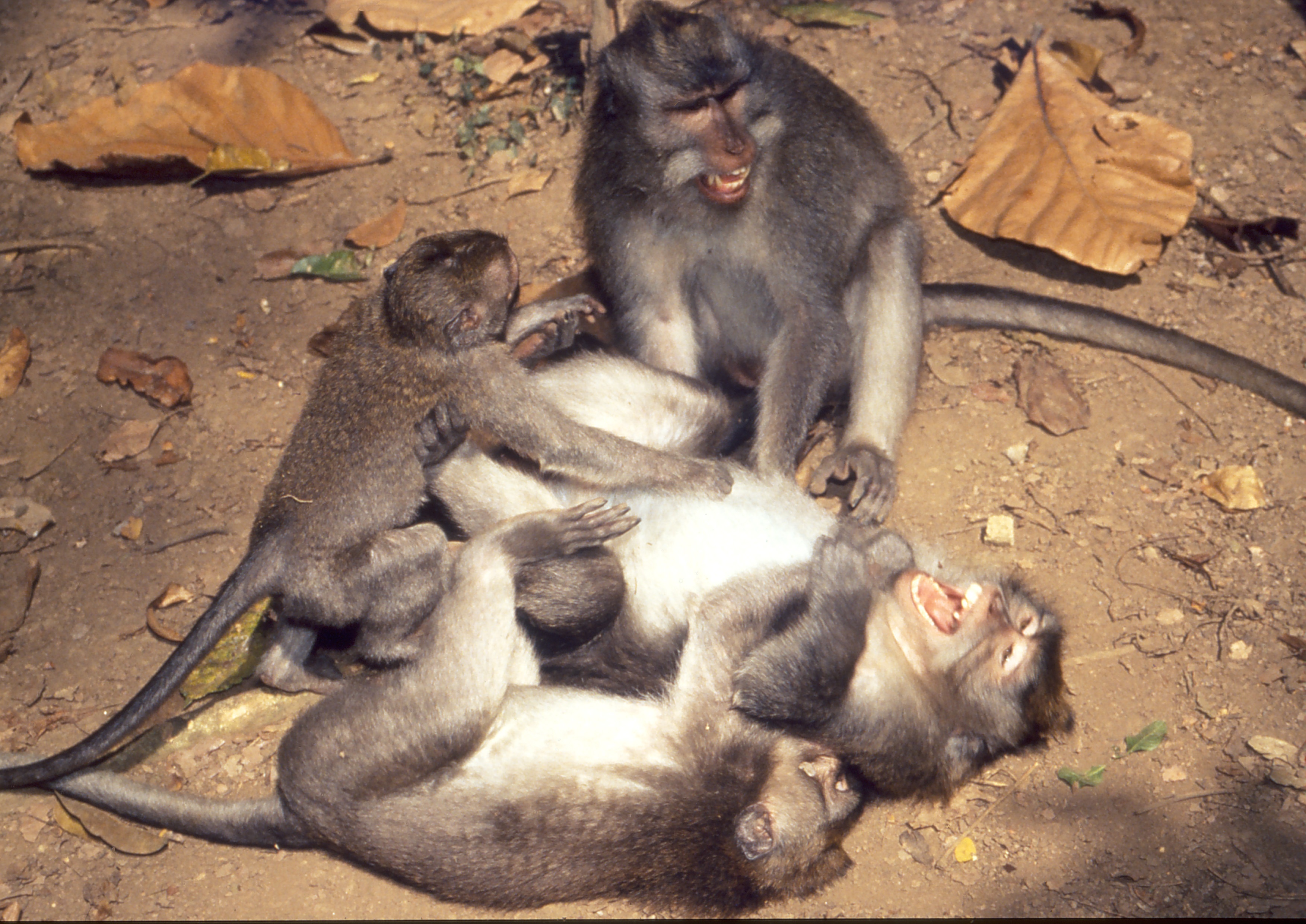 Bébés mais dangereux! Familles étranges.JPG