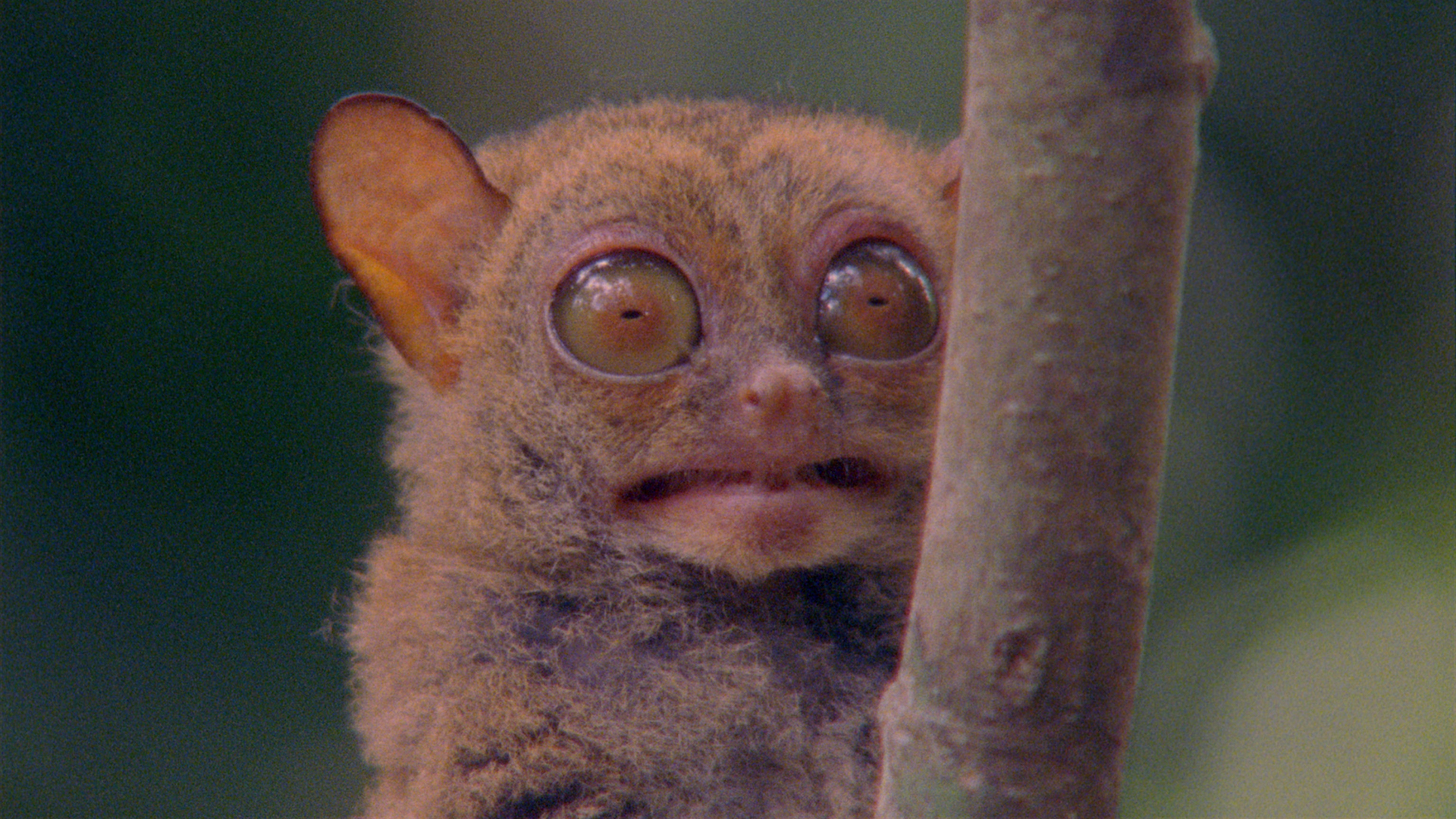 Creatures_etranges.JPG