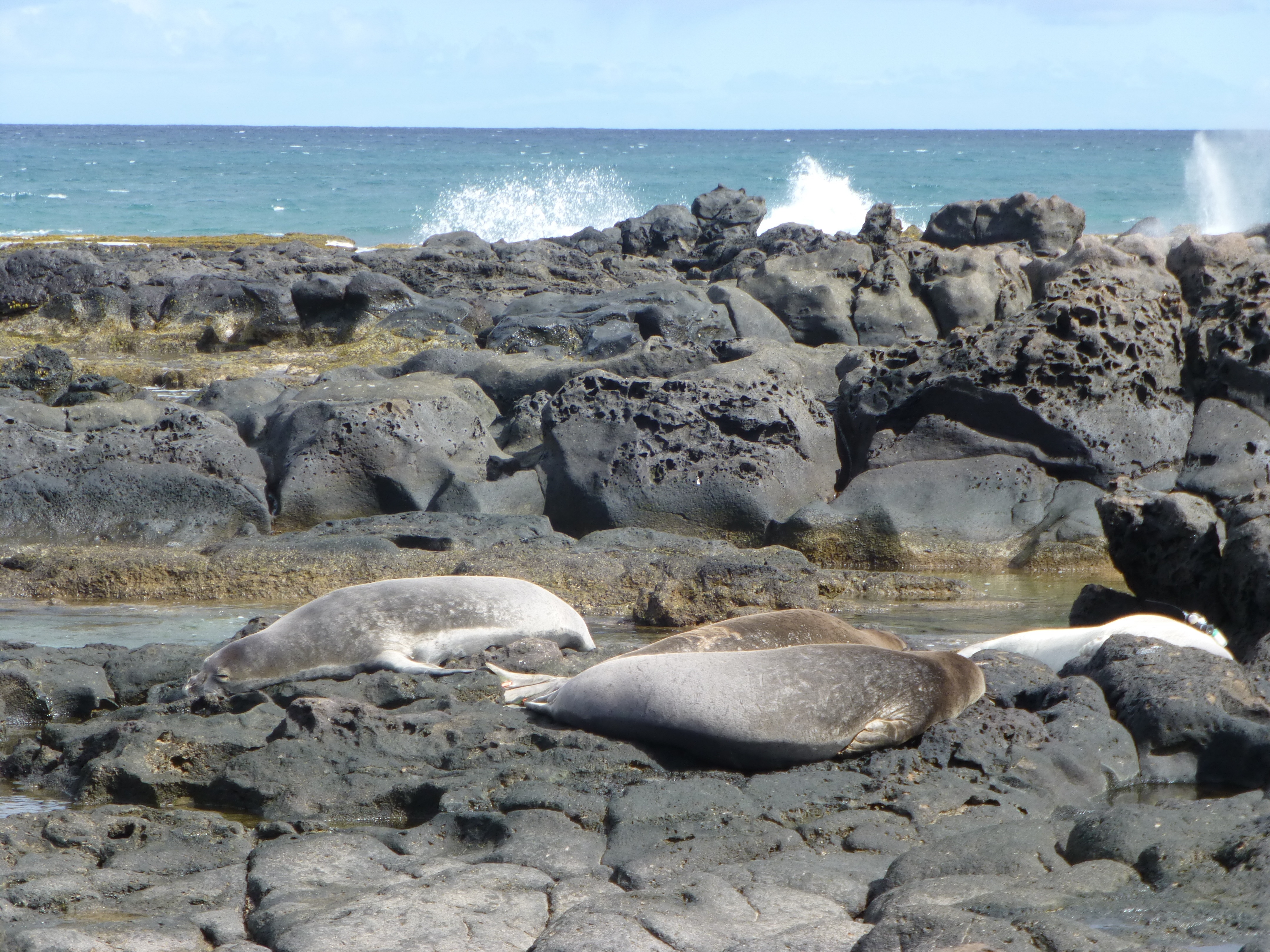 Ep102_060_WildHawaii.jpg
