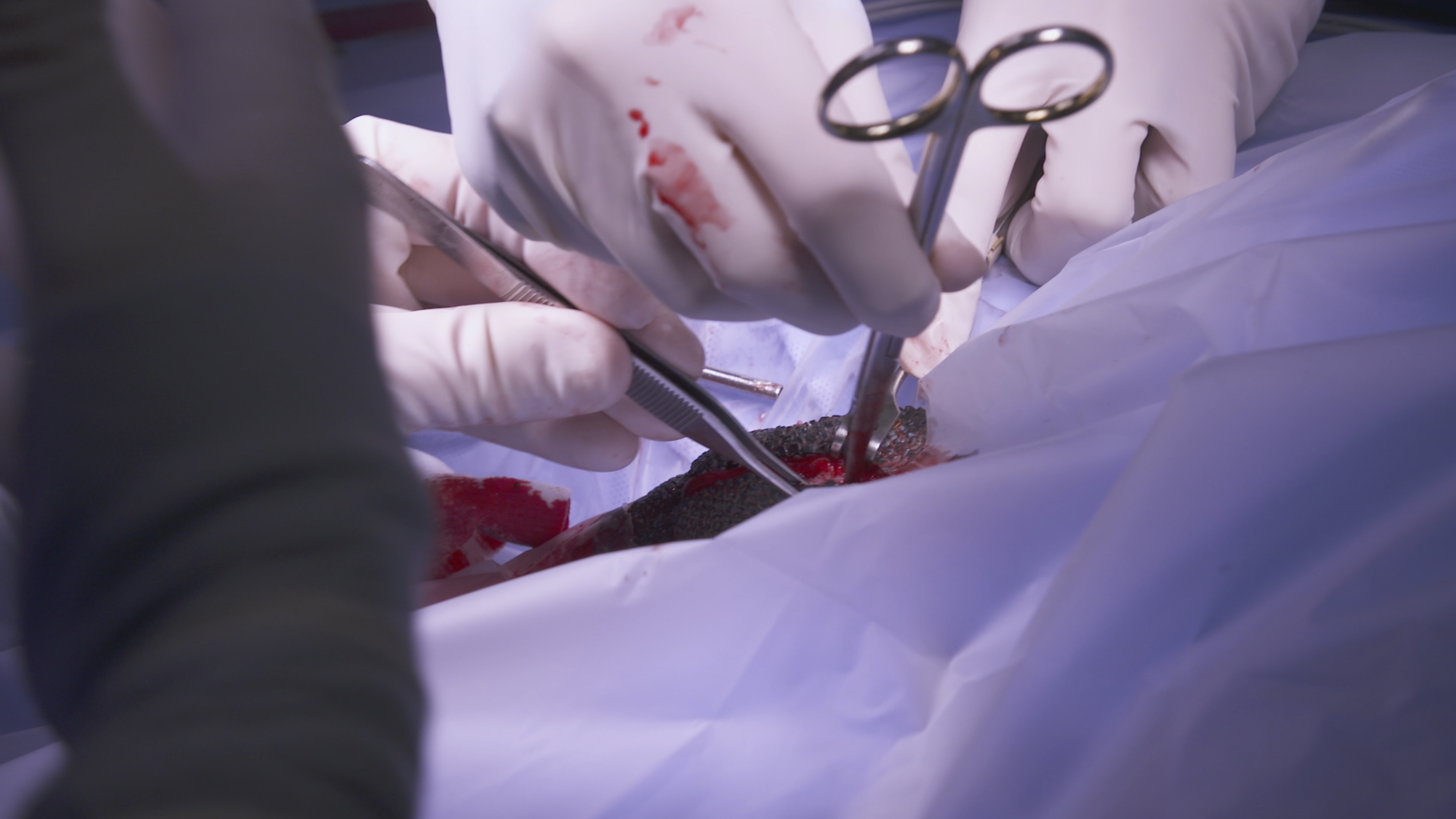 Urgences animales 3.jpg