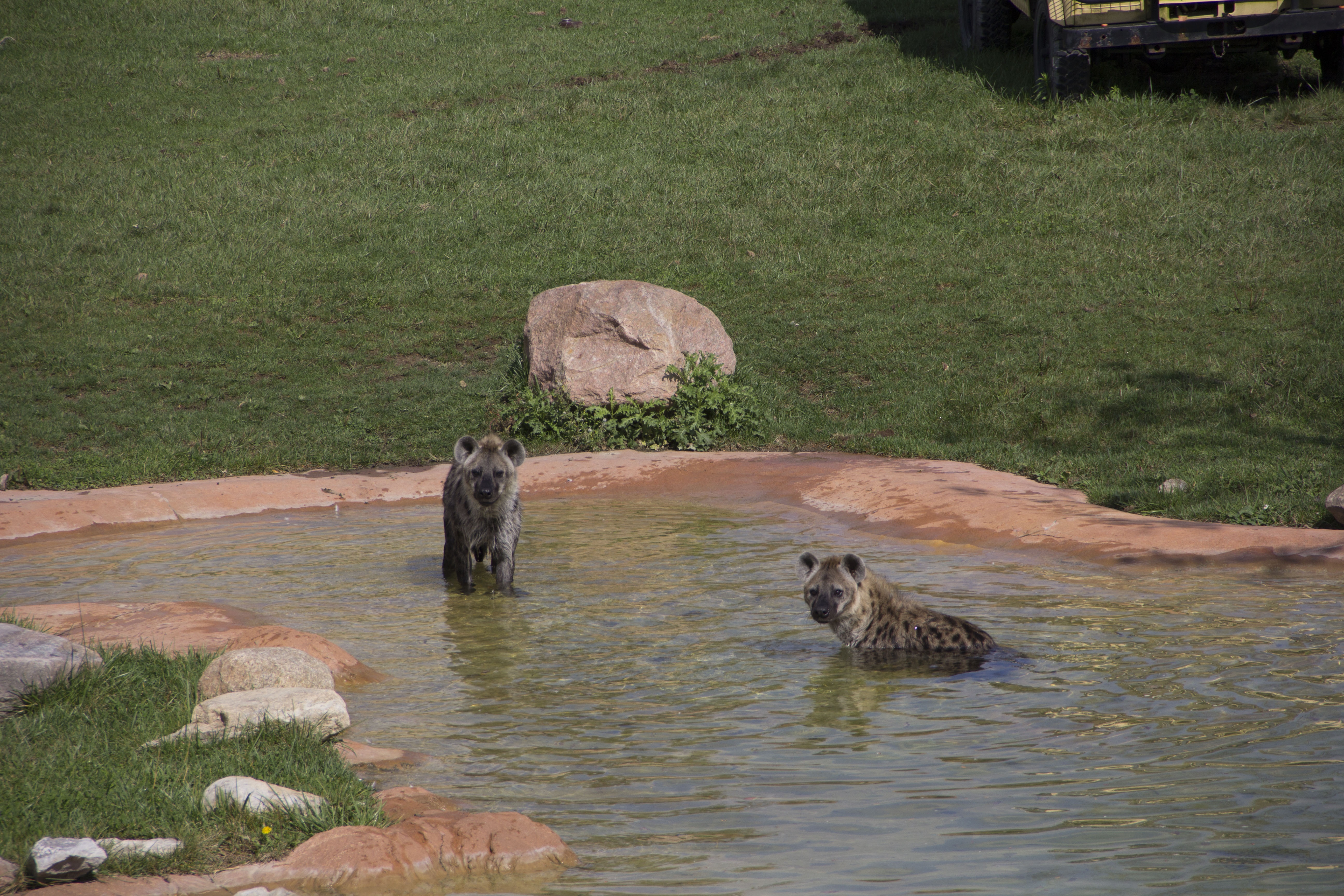 Au coeur du zoo 1.jpg