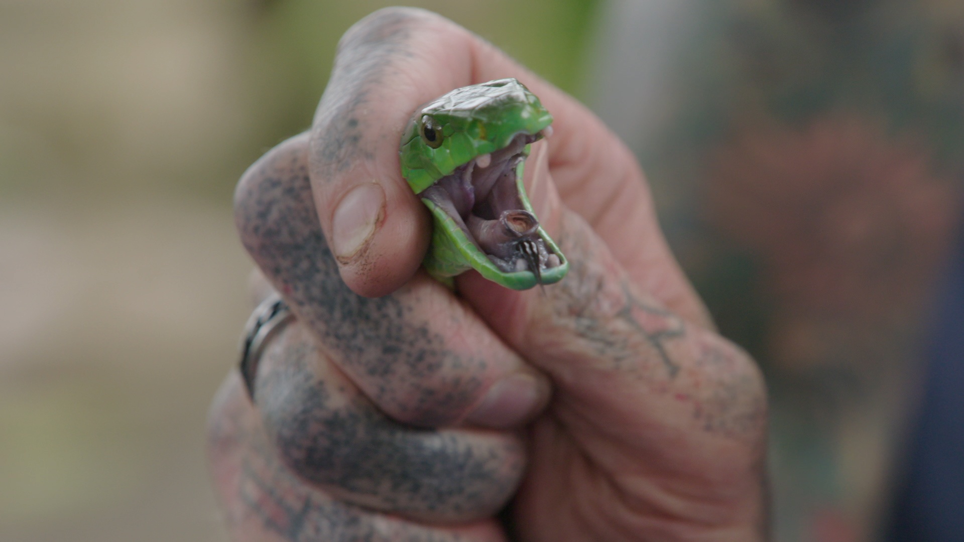 Snake in the city 3.jpg