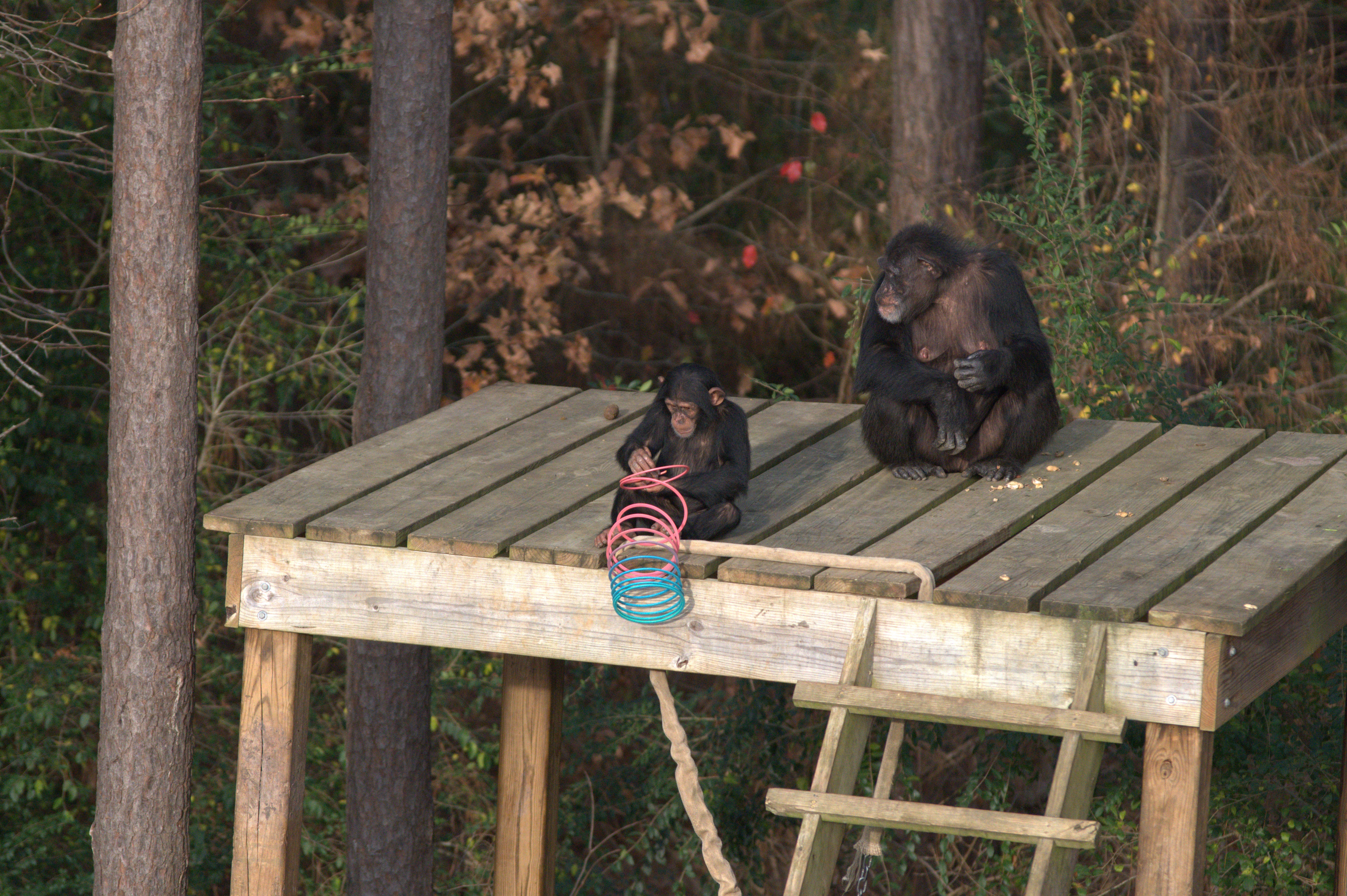 Ep102_MeetTheChimps_02_f.jpg
