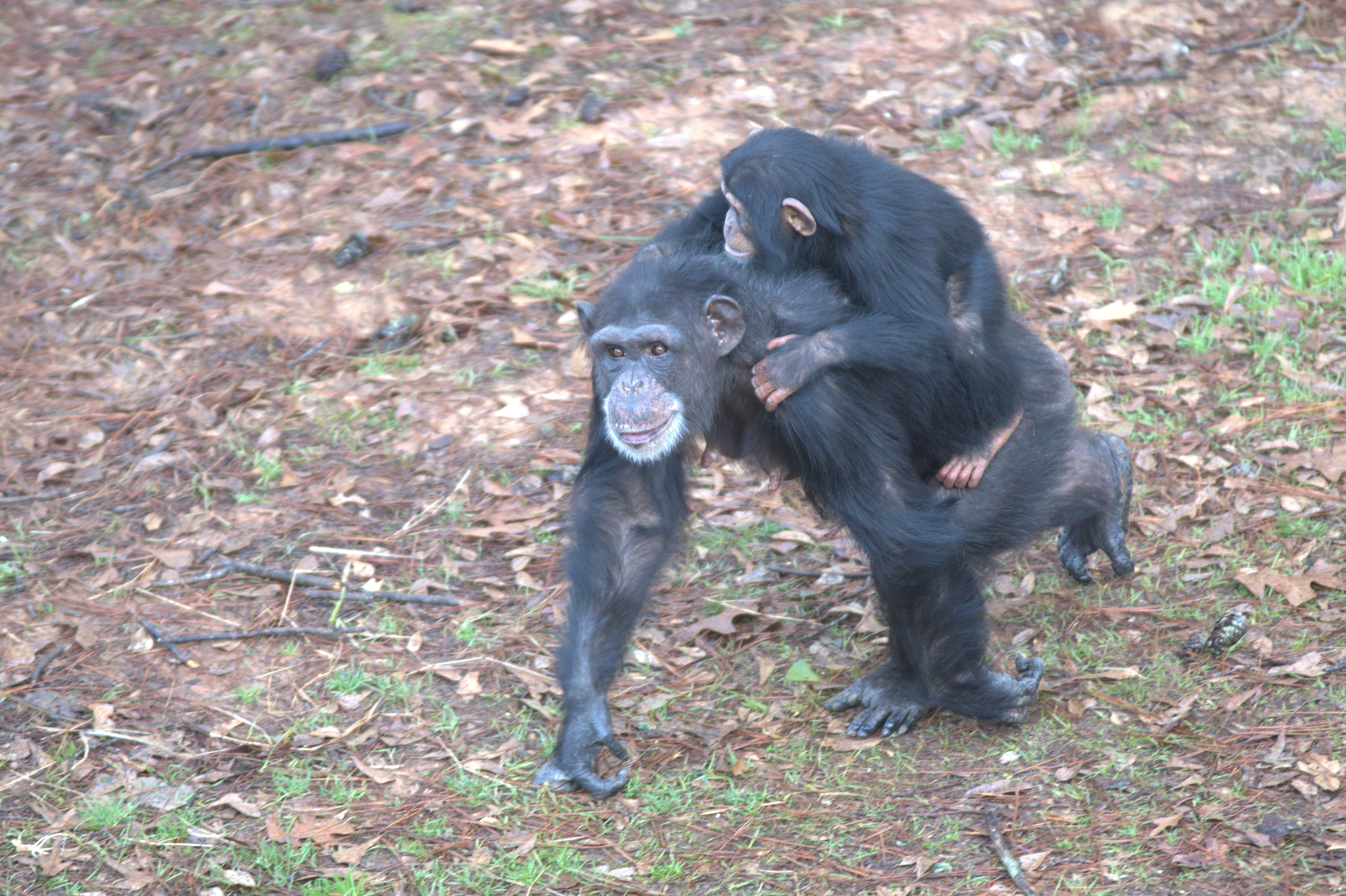 Ep102_MeetTheChimps_06_f.jpg