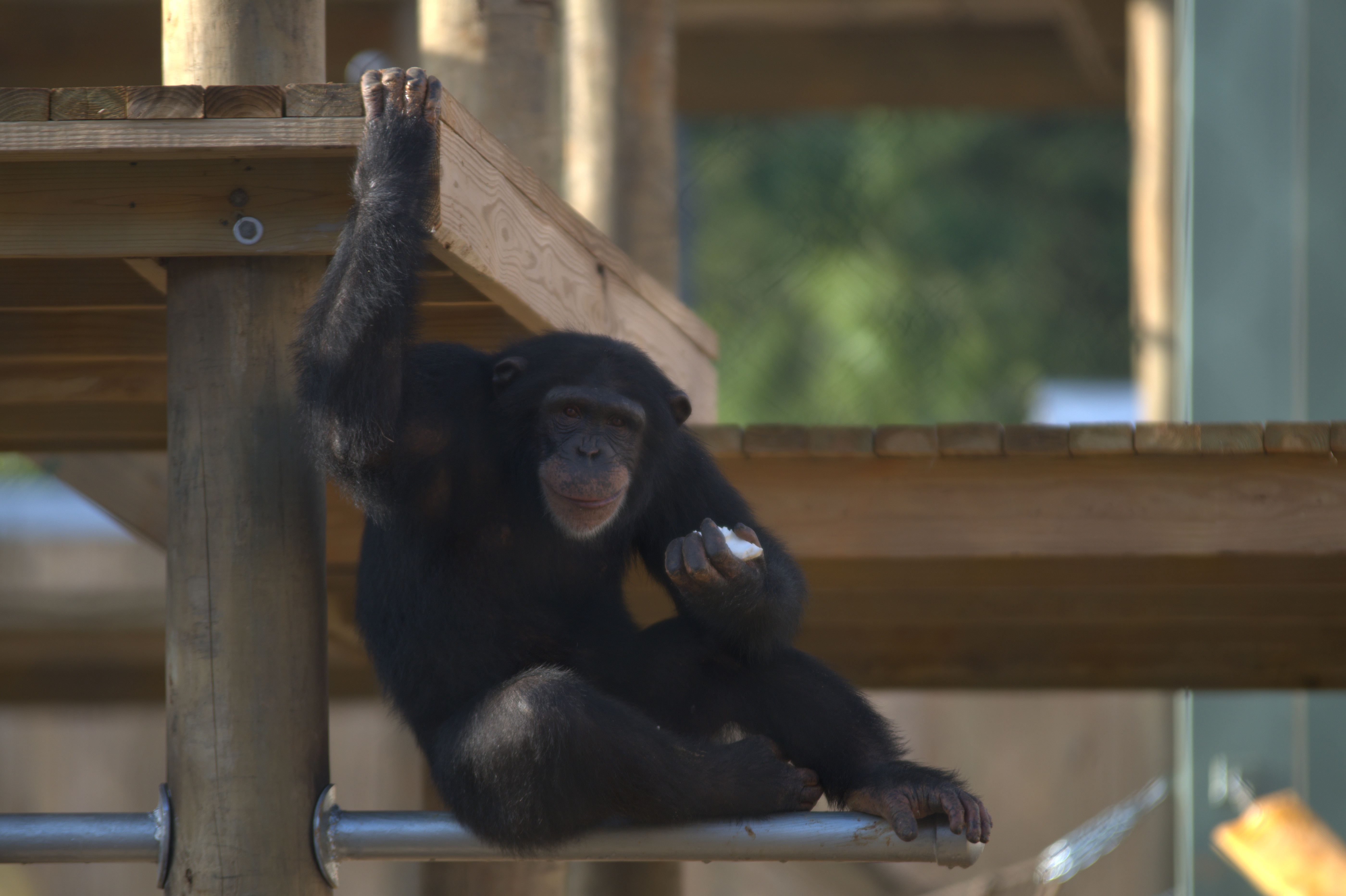 Ep103_MeetTheChimps_13_f.jpg
