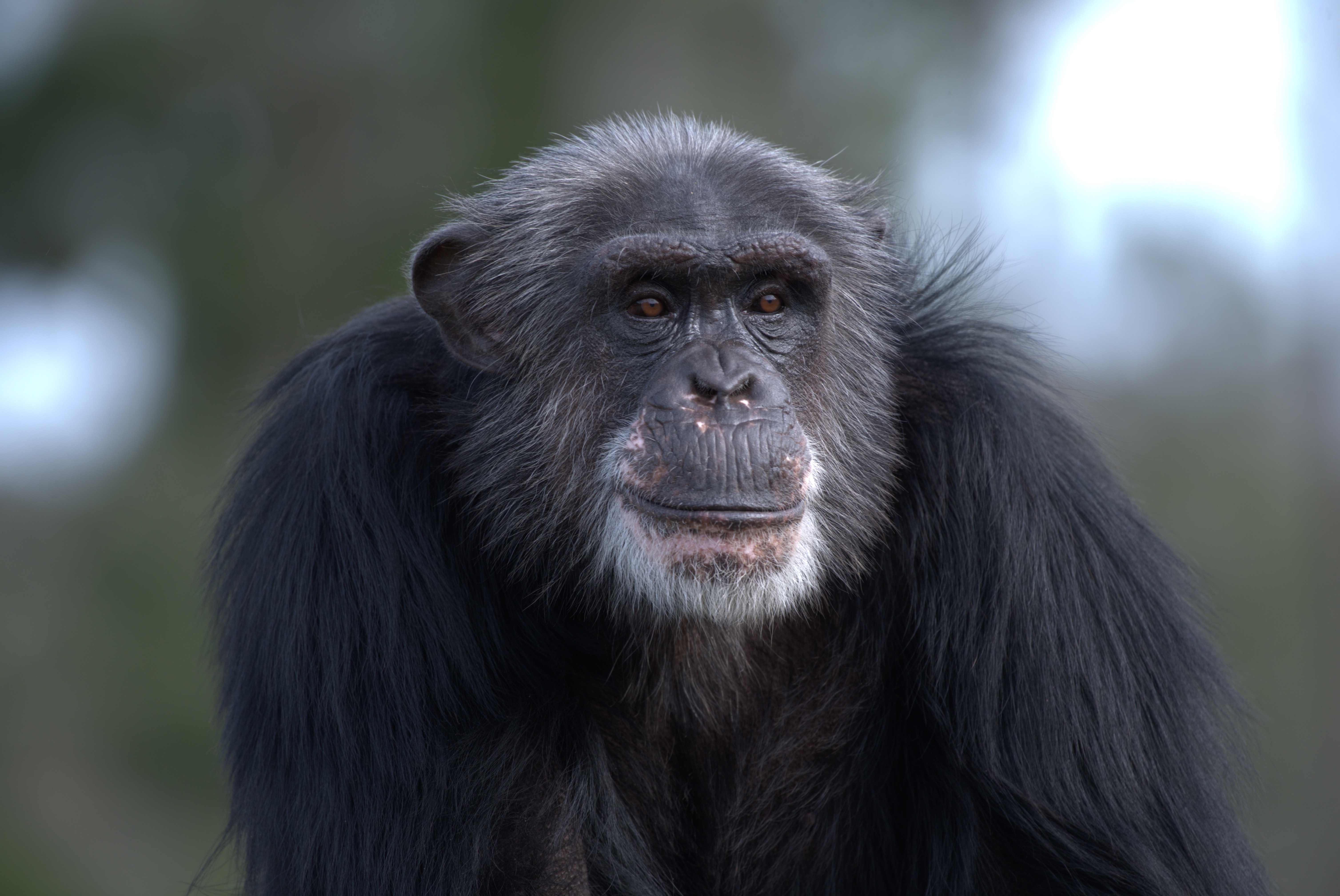 Ep105_MeetTheChimps_03_f.jpg