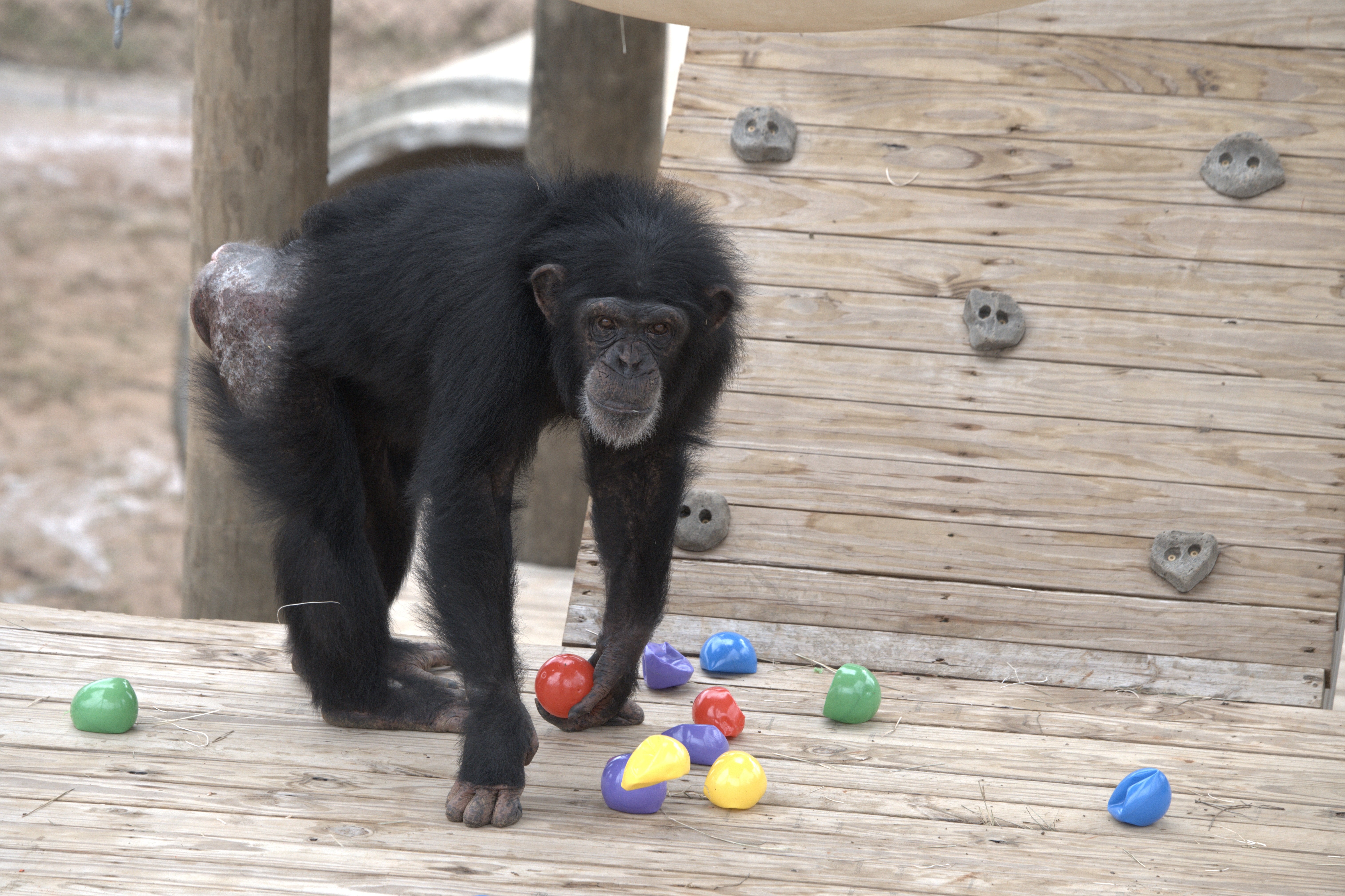Ep106_MeetTheChimps_18_f.jpg