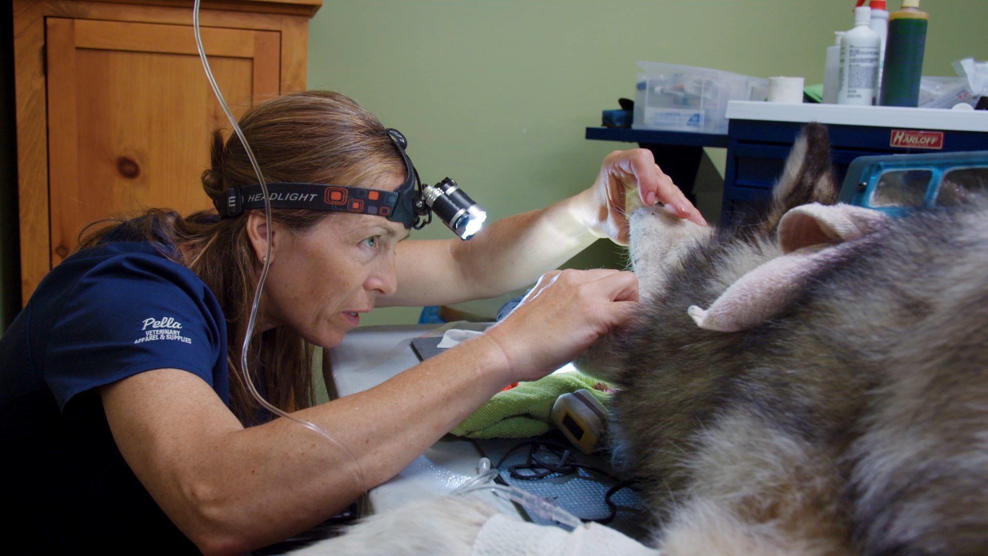 IQuillSurvive_616_DrOakleyYukonVet_LR_4.JPG