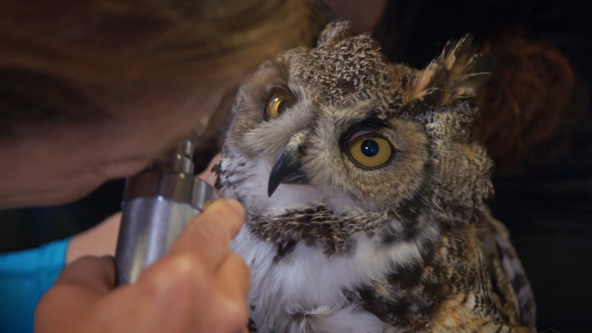 LawOfTheClaw_614_DrOakleyYukonVet_LR_3.JPG