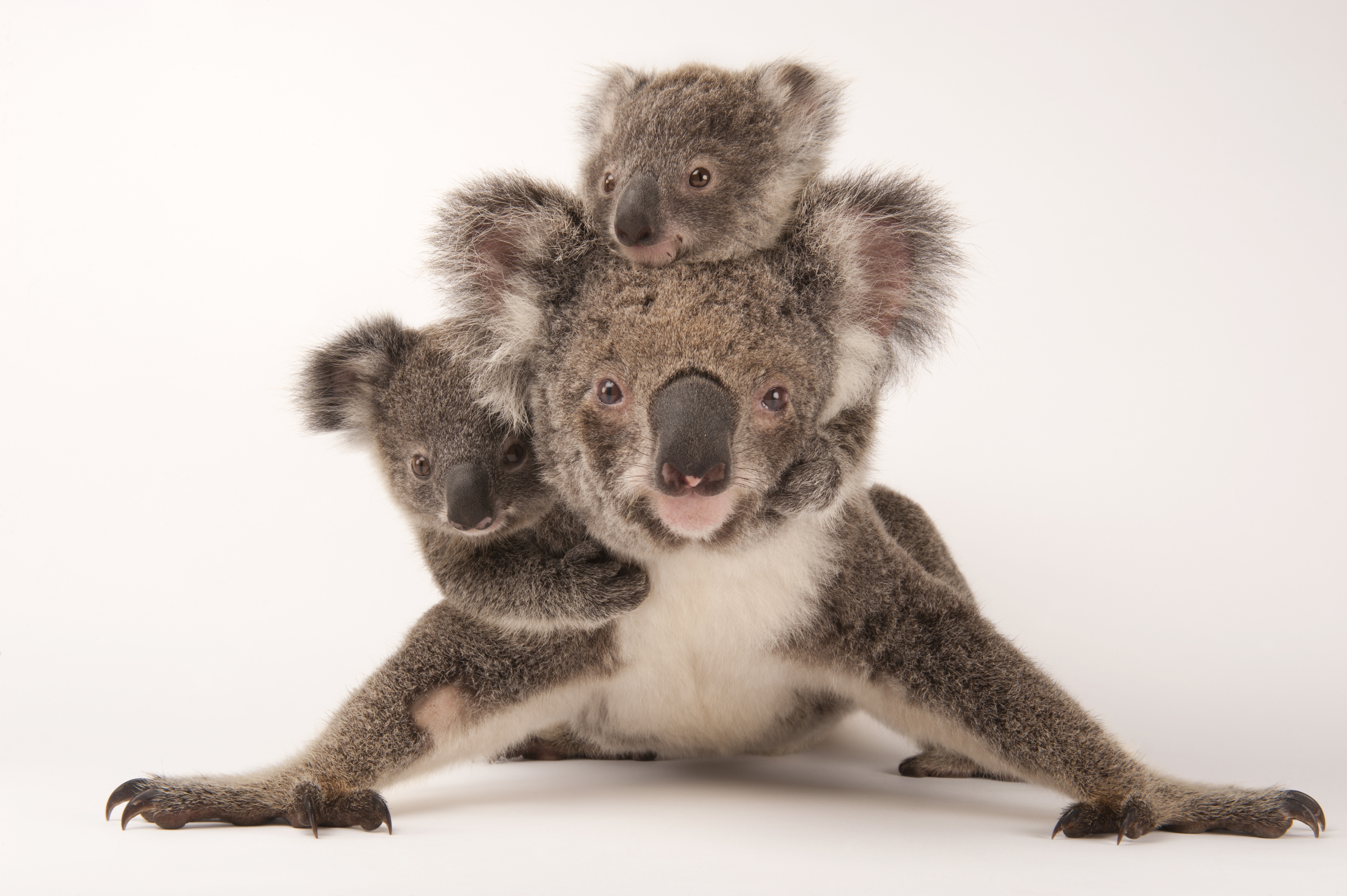 JoelSartore_PhotoArk_07.jpg