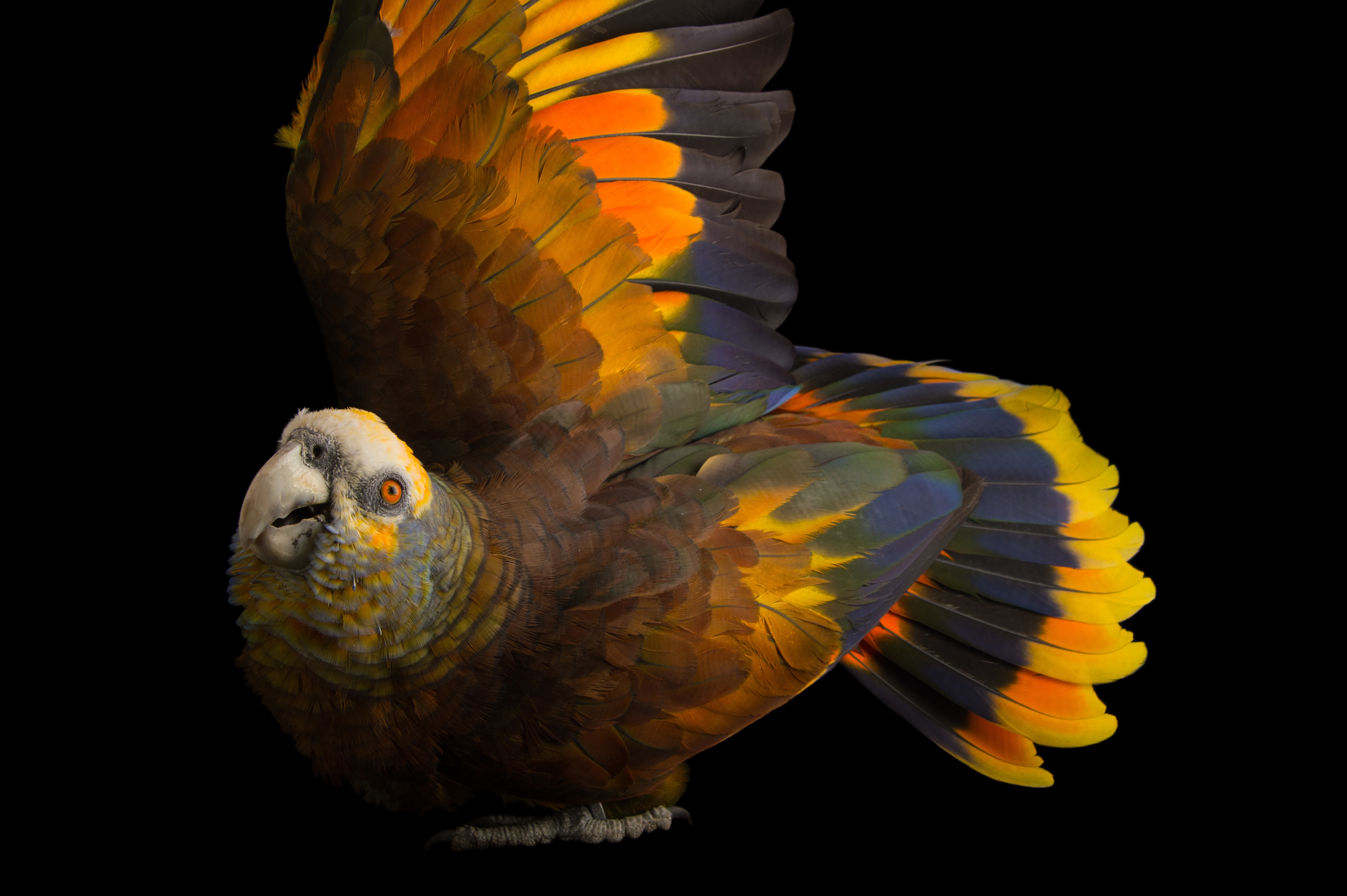 JoelSartore_PhotoArk_10.jpg