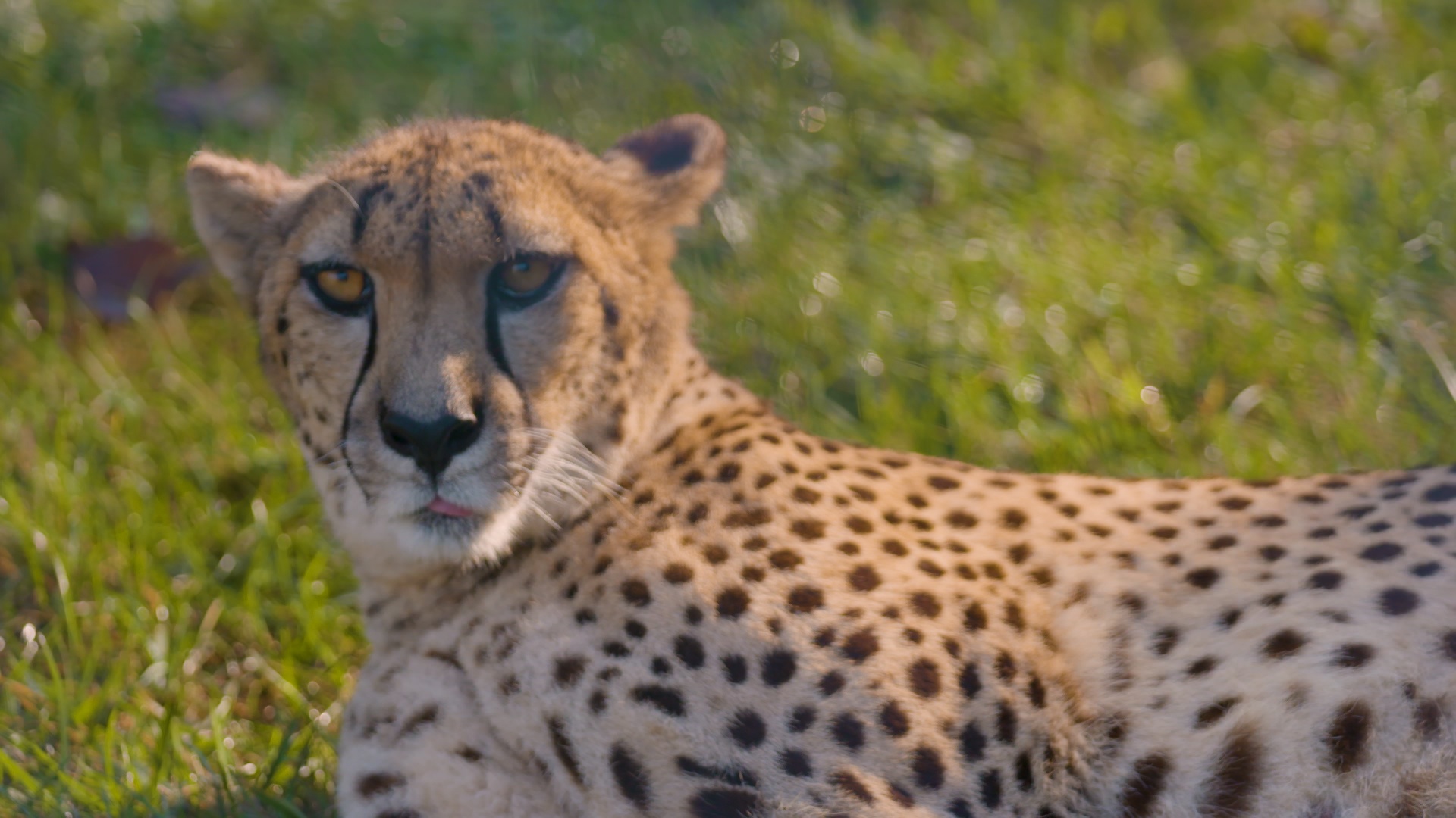 Ep305_TigerQueen_SecretsOfTheZoo_LR_4.JPG