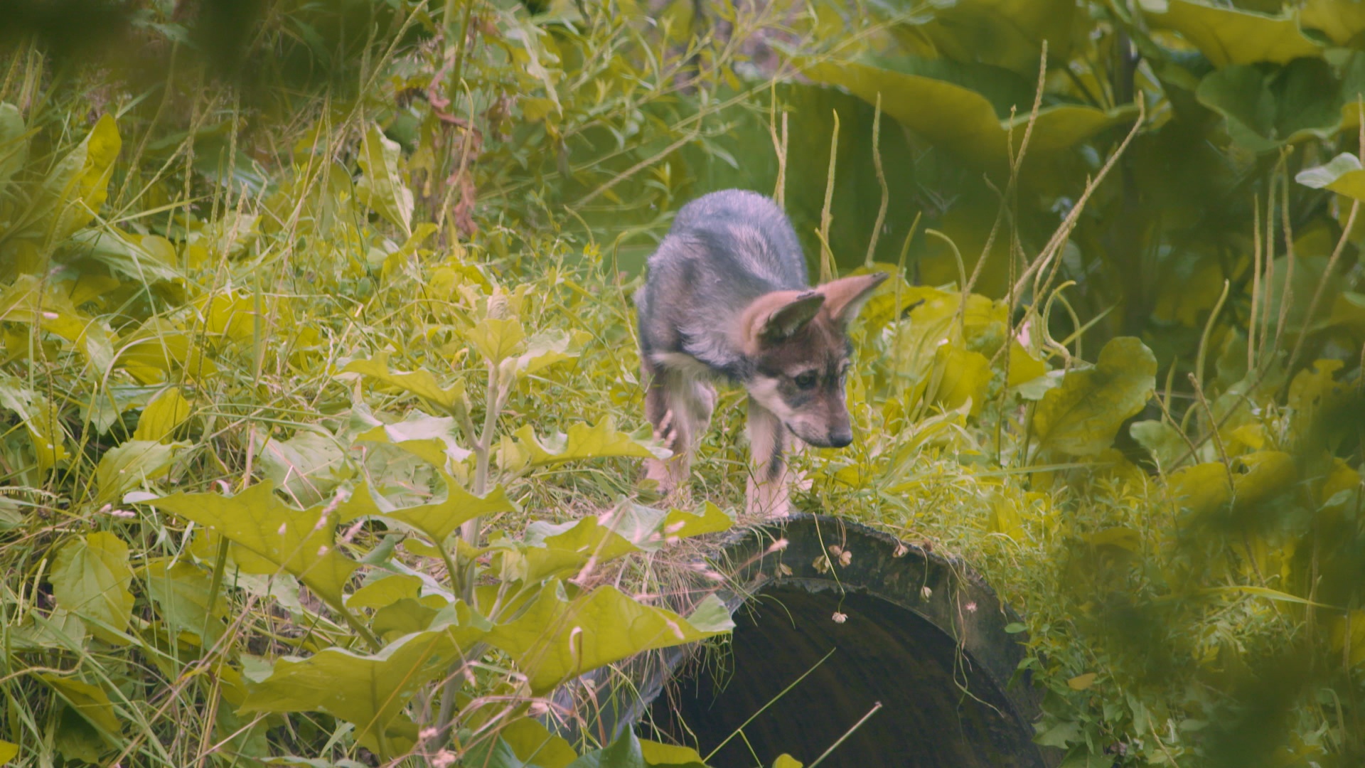 Ep302_SecretsOfTheZoo_LR_4.JPG