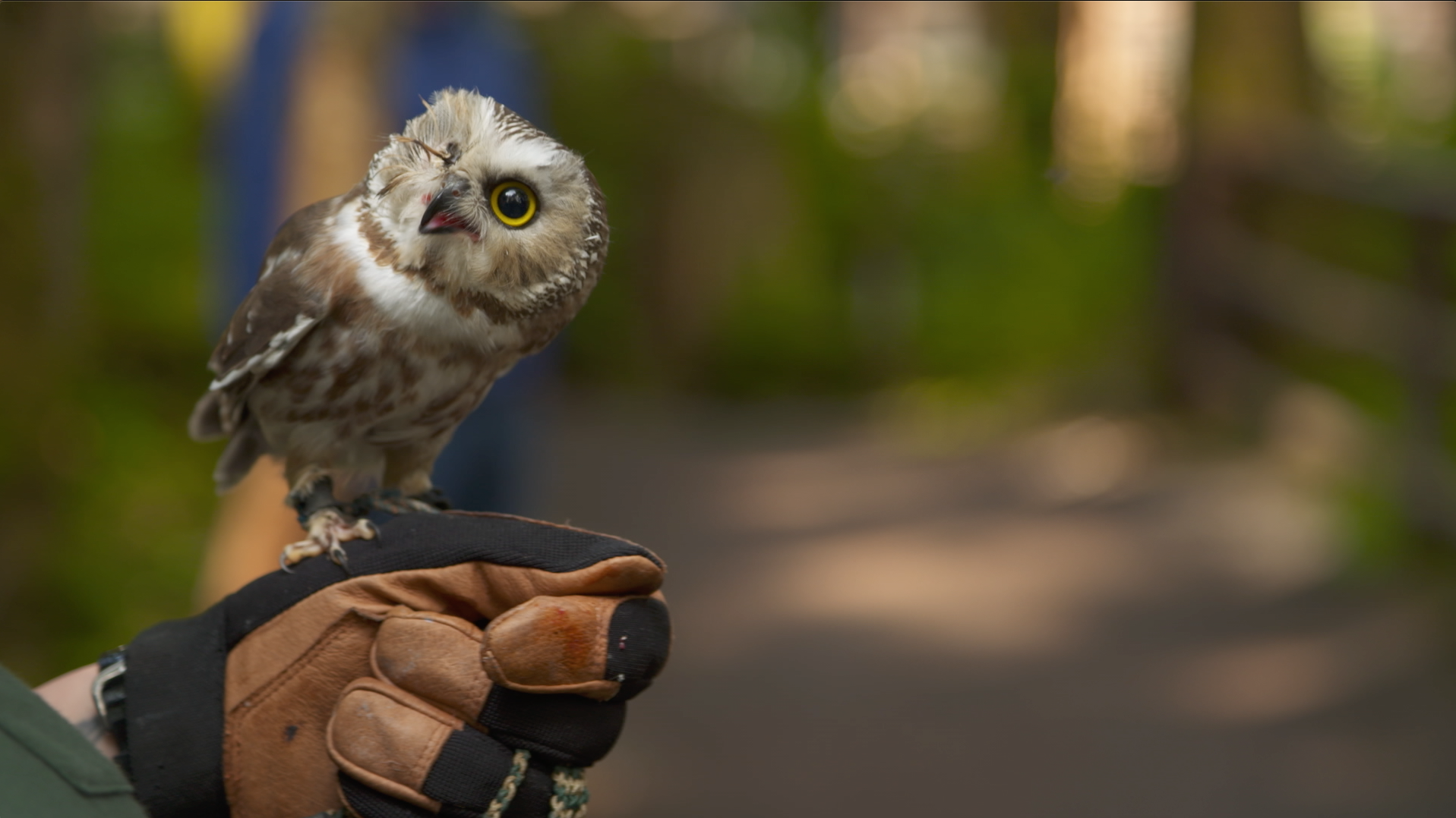 FlyLikeAnEagle_101_AlaskaAnimalRescue_LR_9.png