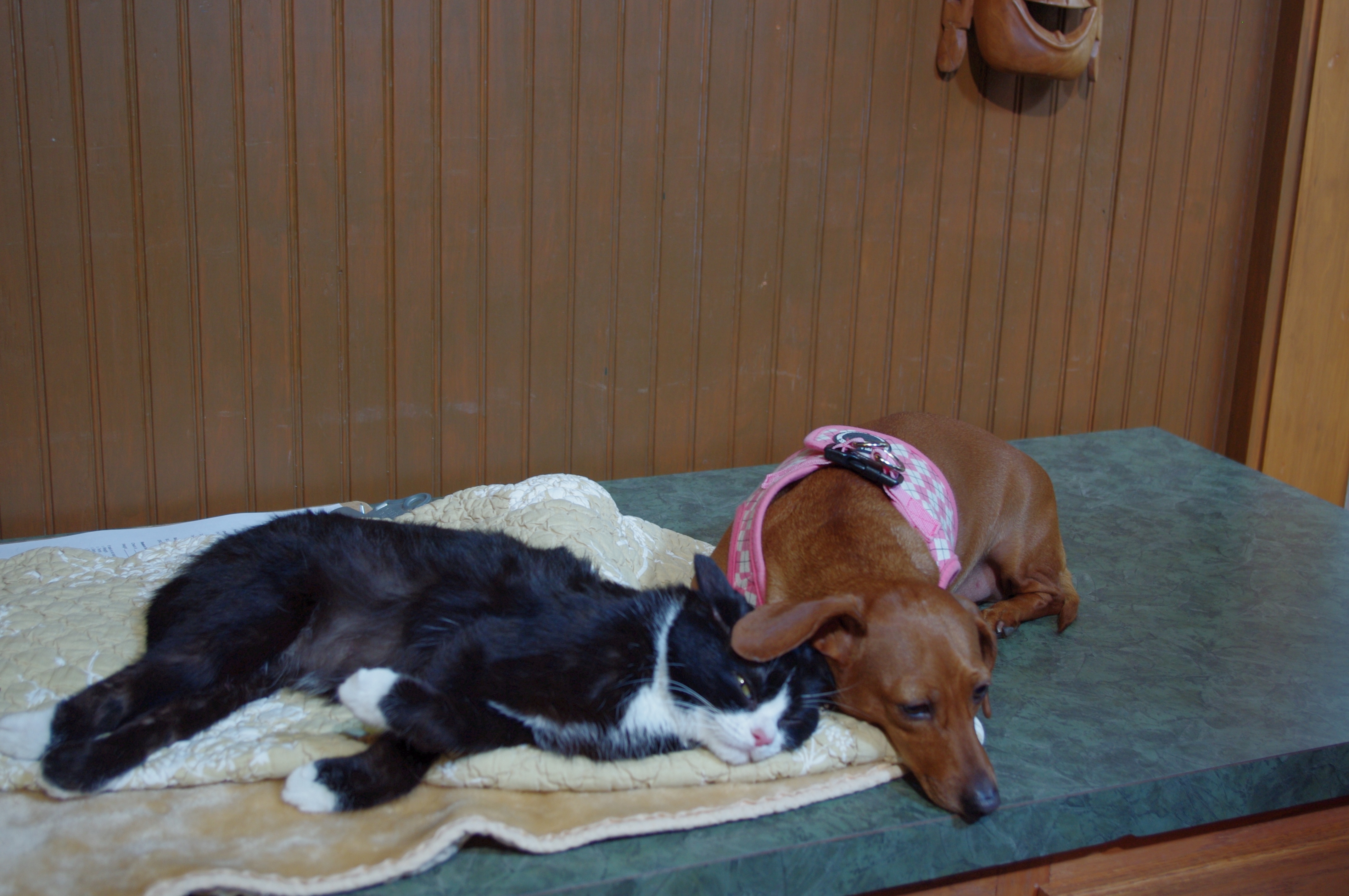 LoveAtFirstSight_05_UnlikelyAnimalFriendsIV.JPG