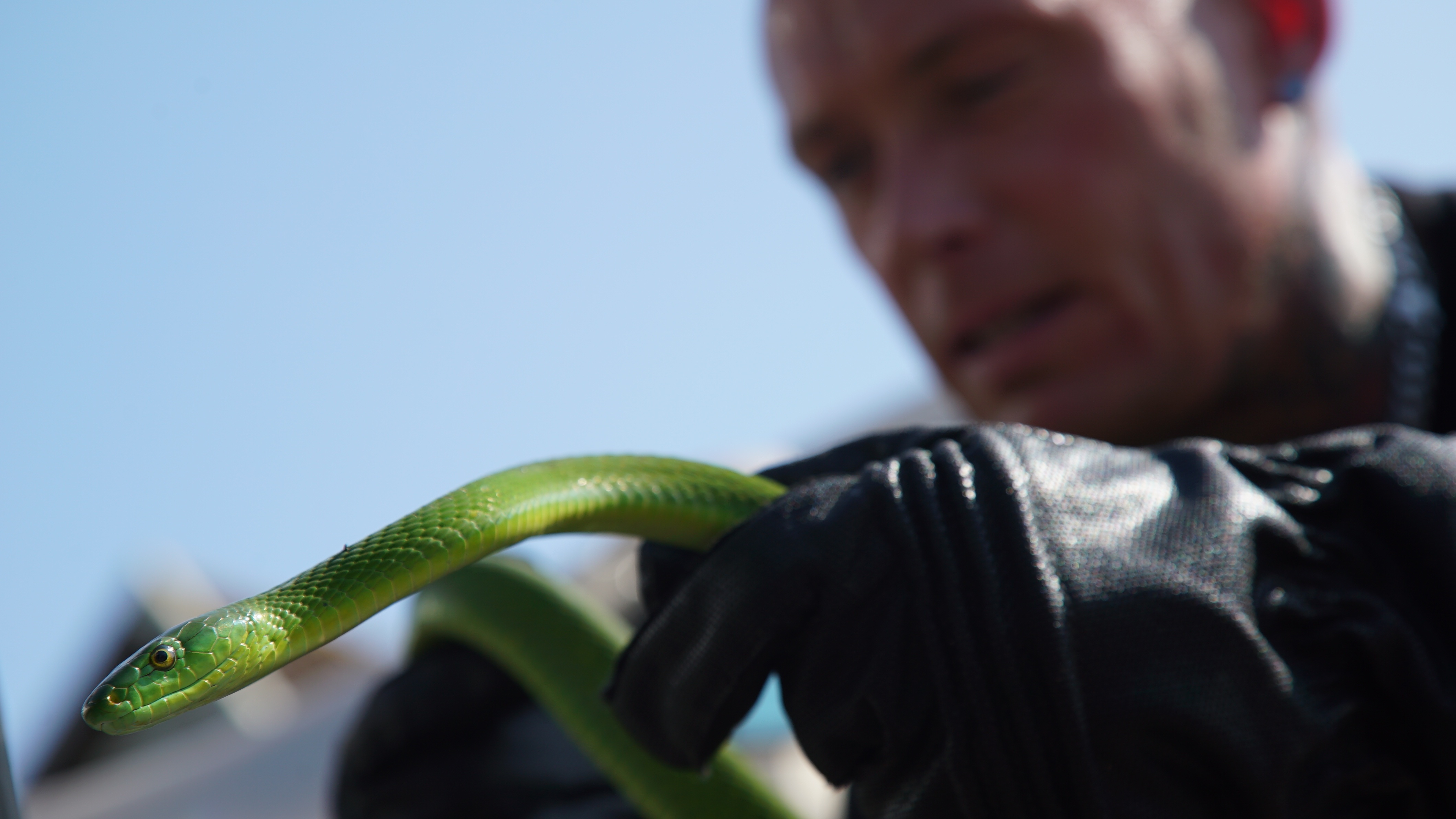 Snakes in the city 3.jpg
