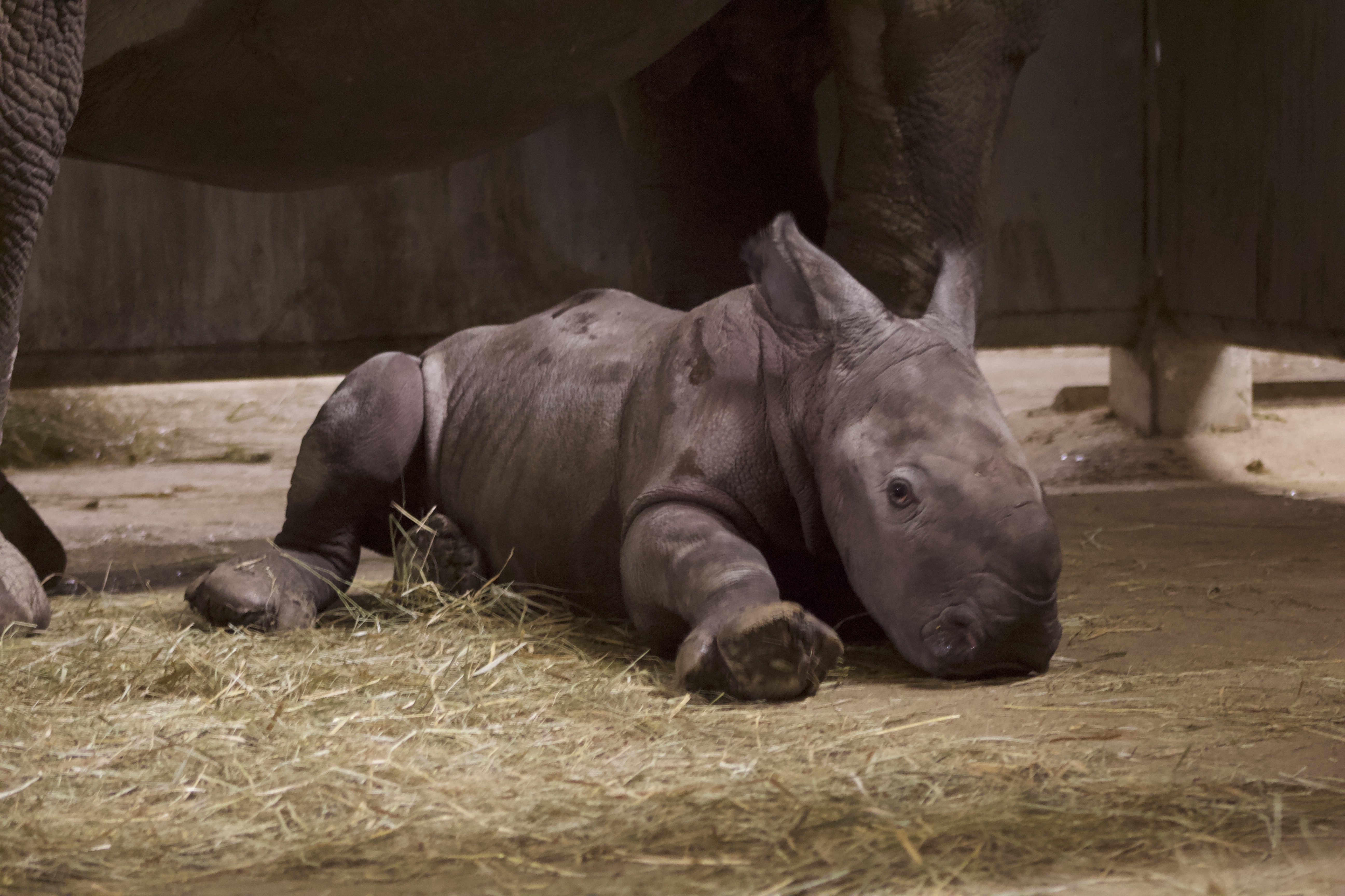 Au coeur du zoo- (2).jpg
