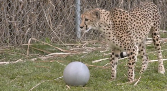 Au coeur du zoo 1.PNG
