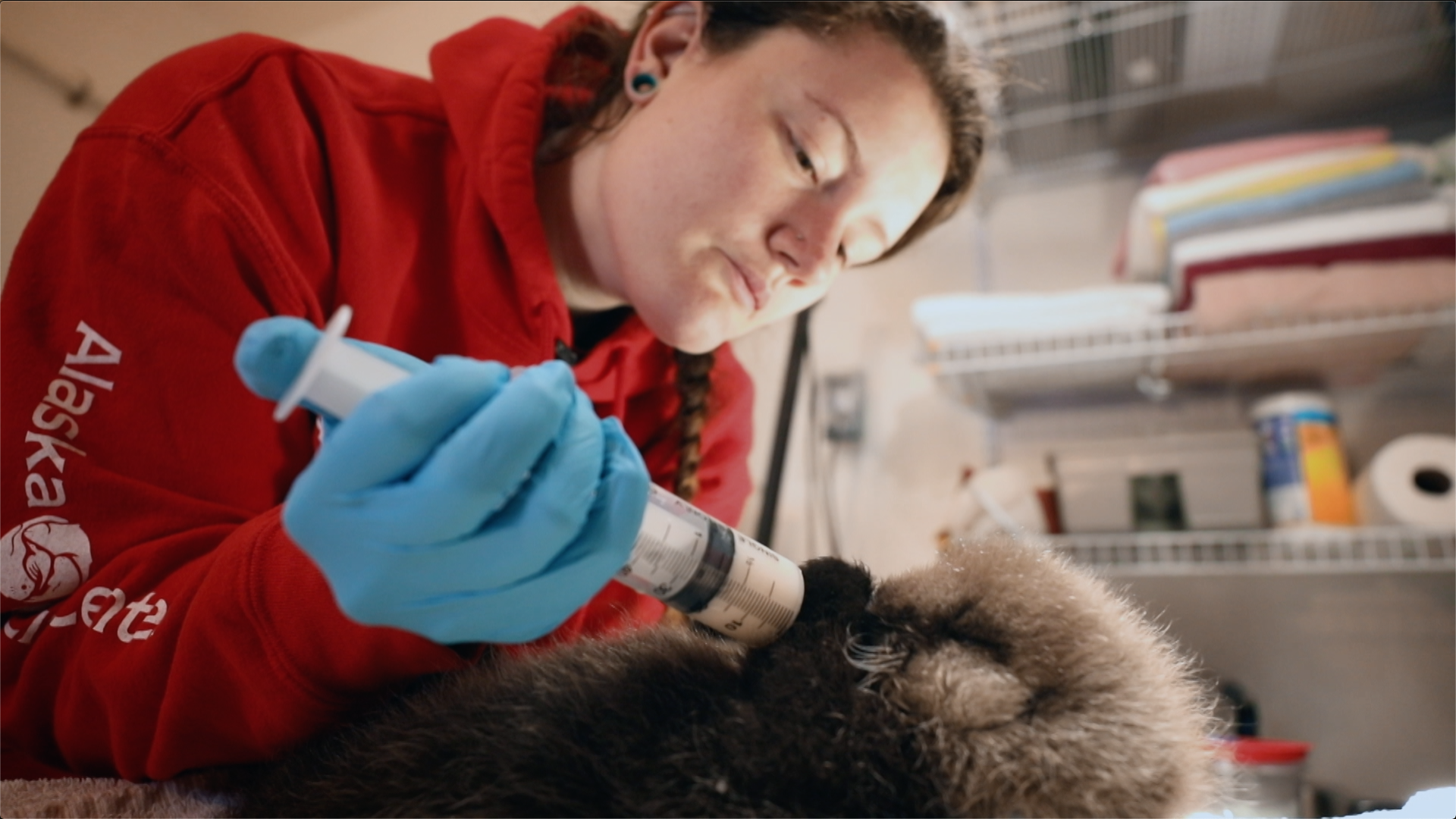 SOS Animaux Alaska vilaine loutre 2.png