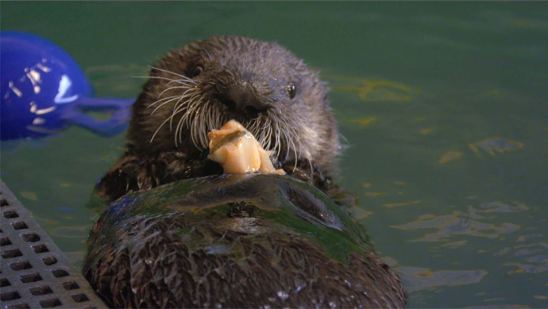 SOS Animaux Alaska vilaine loutre 3.png