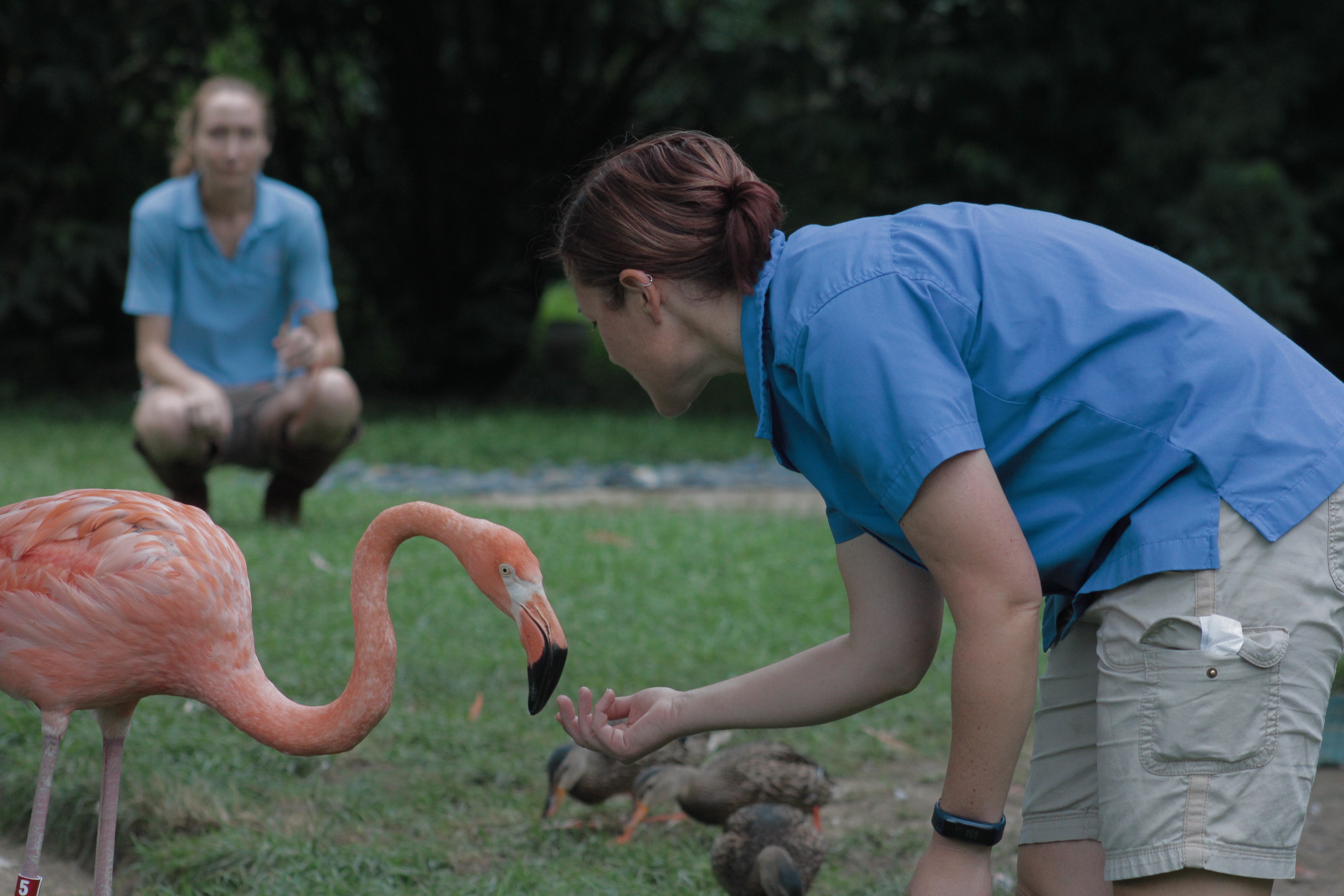 Au coeur du zoo 2.jpg