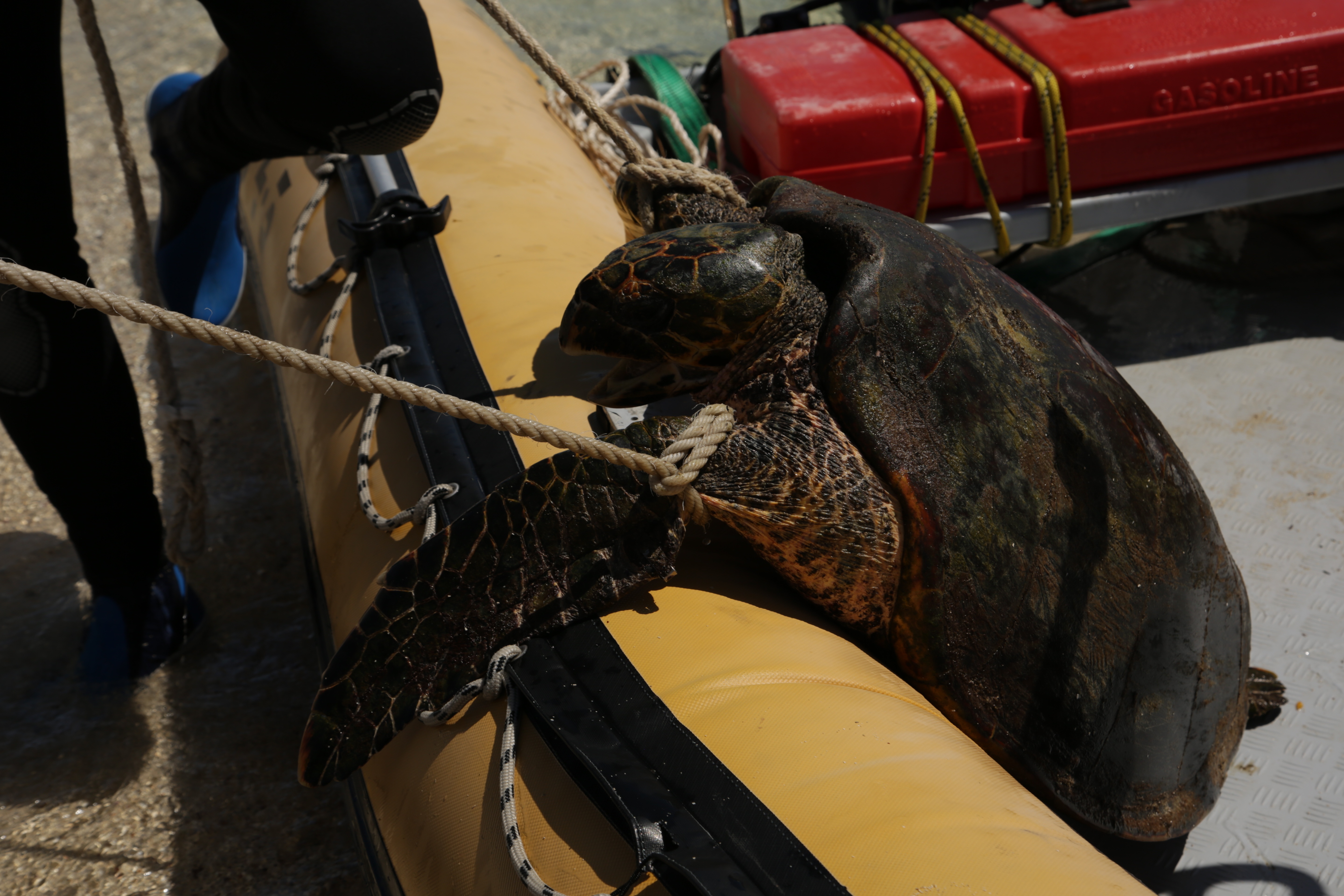 Les aventures de Jack l'intrépide  Chasse aux géants 2.jpg