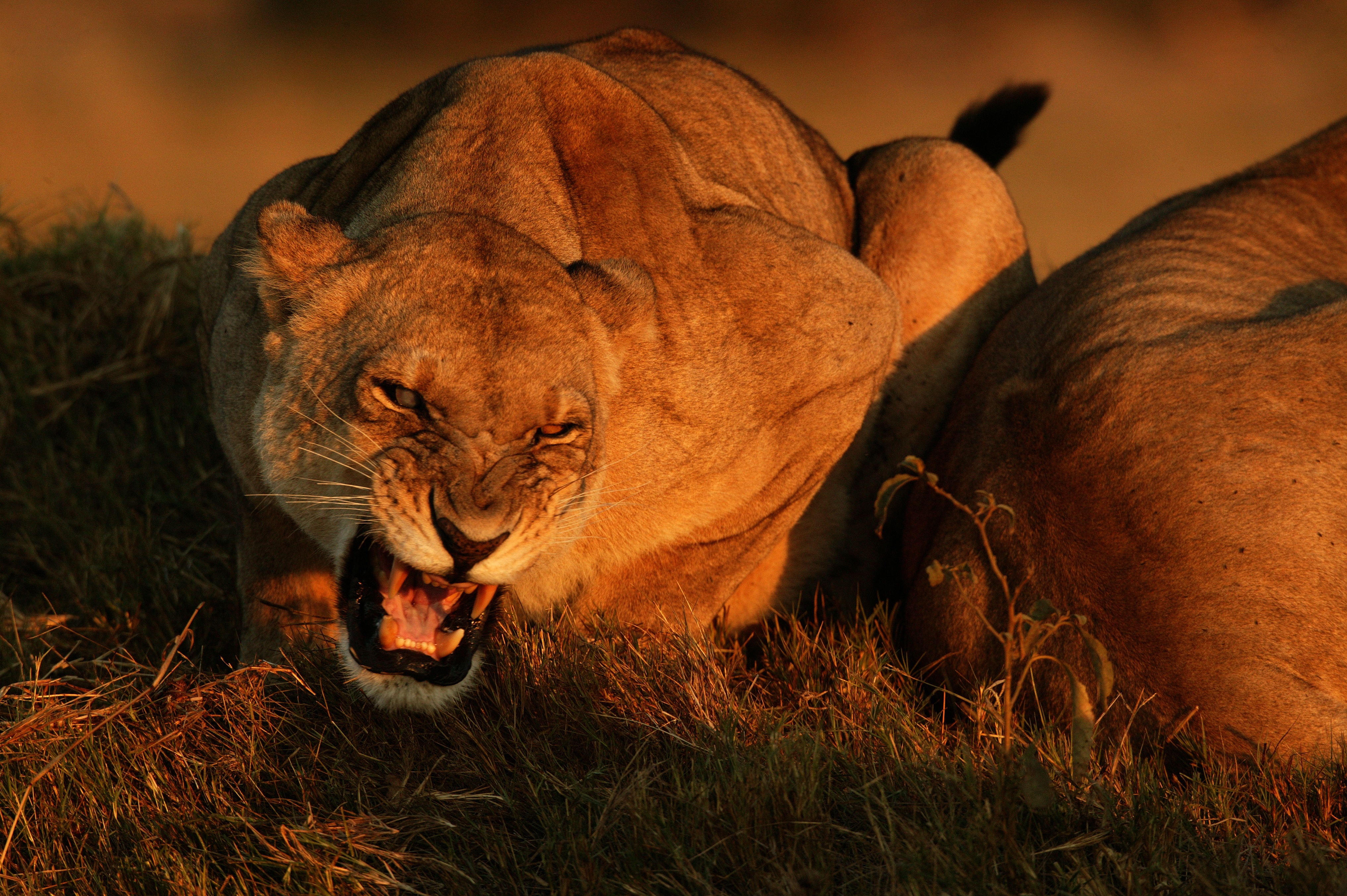 Les derniers lions.jpg