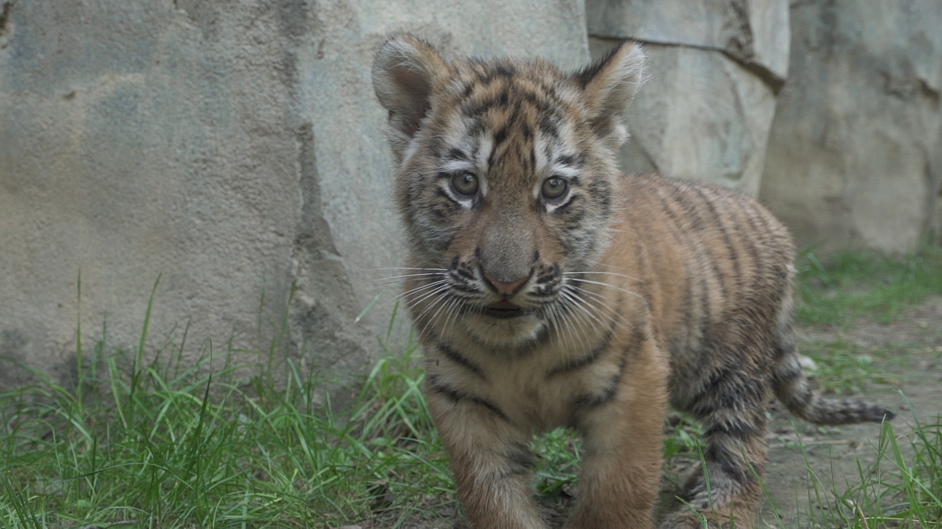 Au coeur du zoo Baby-boom (2).jpg