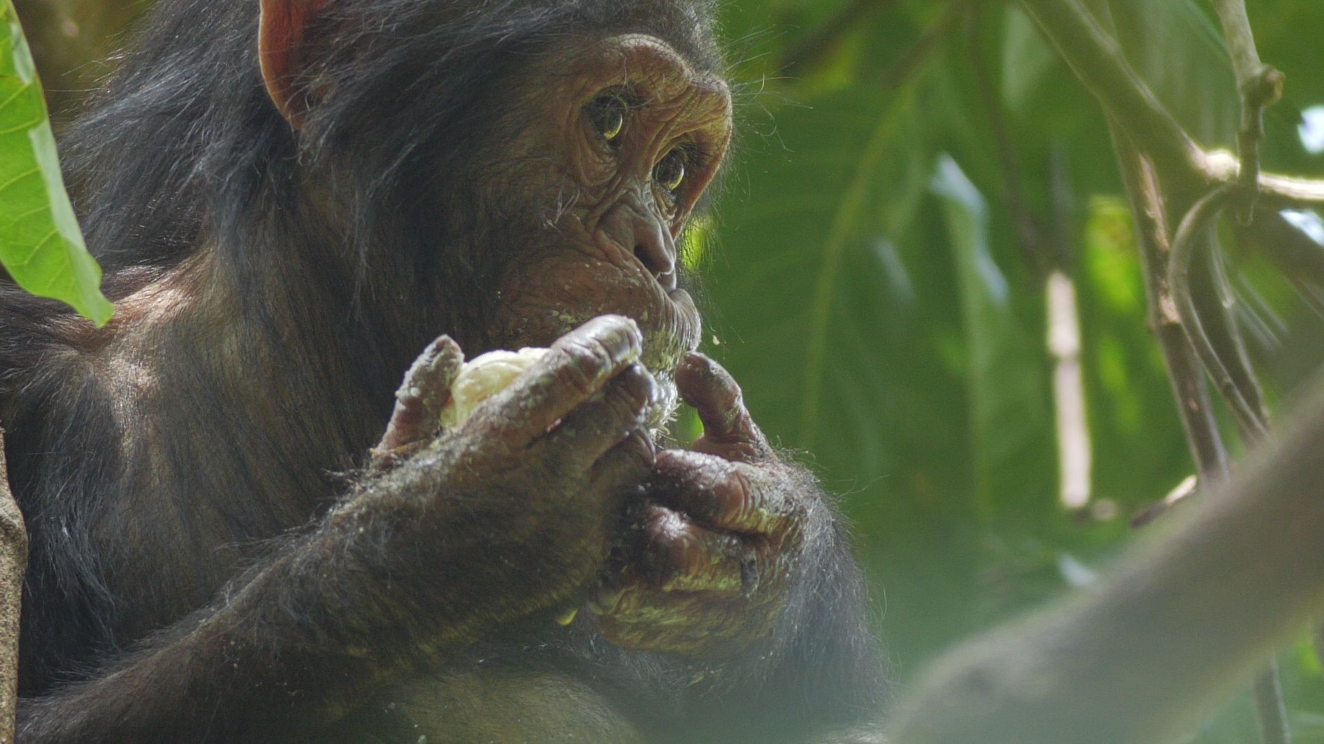 JaneGoodallTheHope_10.JPG