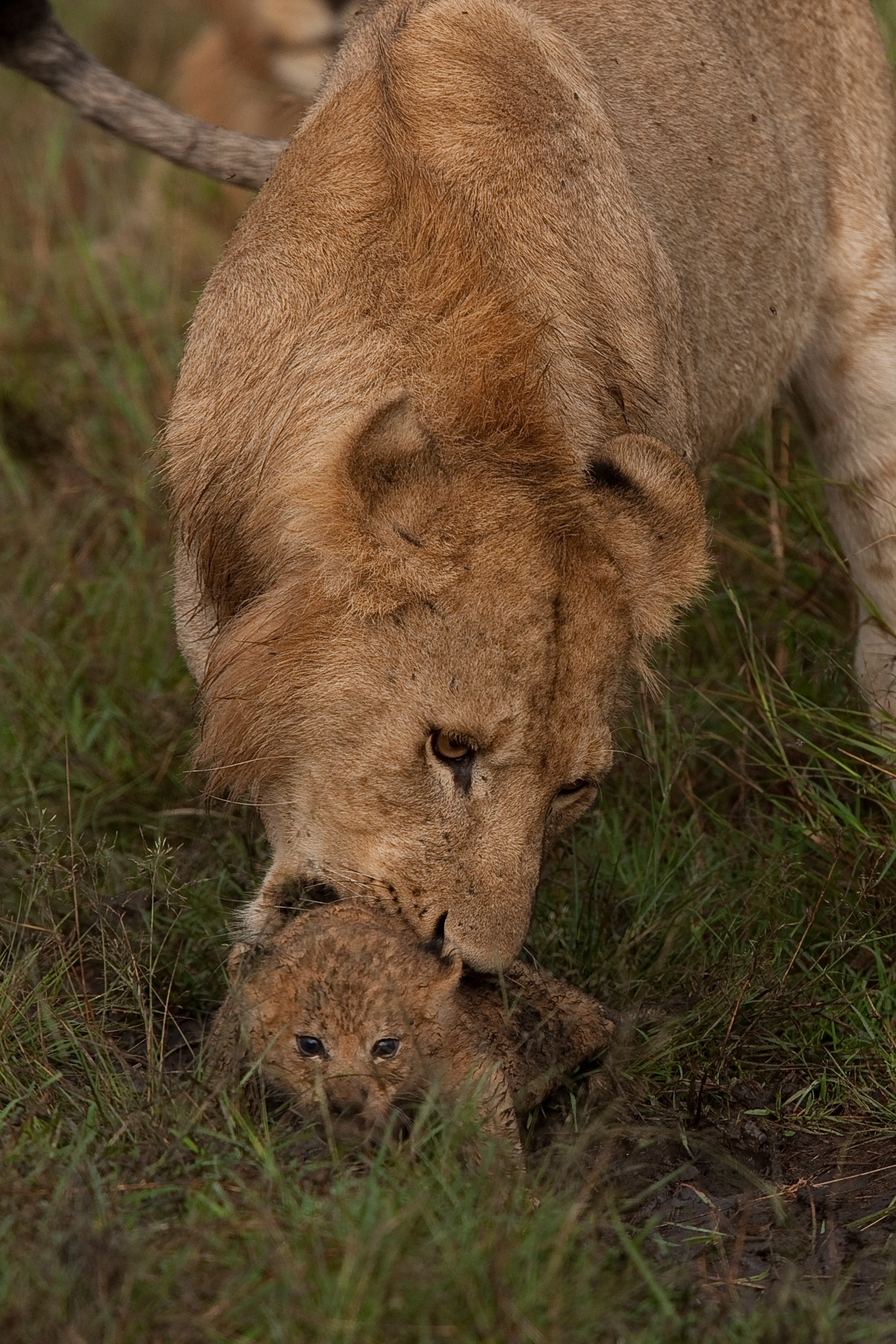 Game of Lions (3).jpg