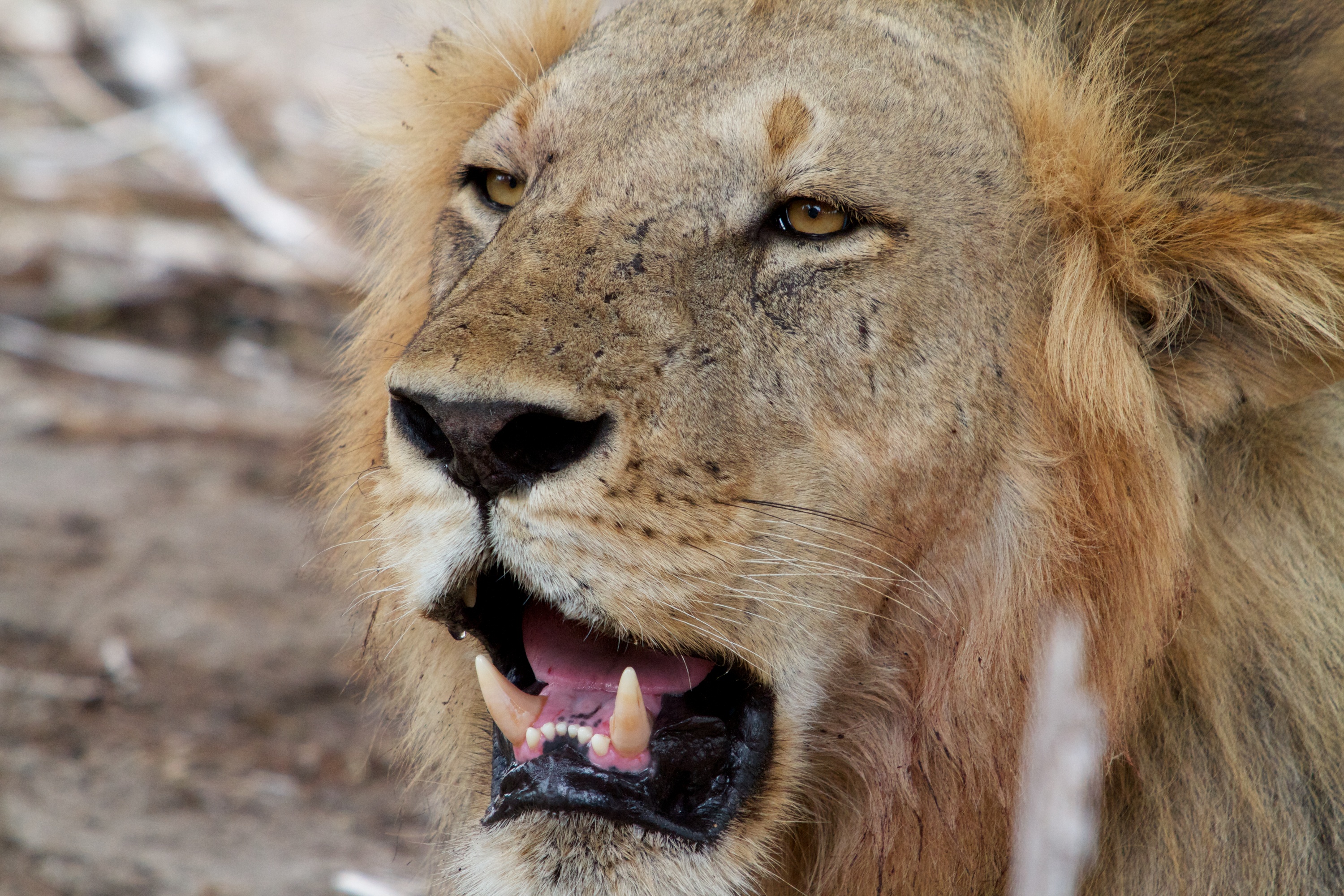 Game of Lions.JPG