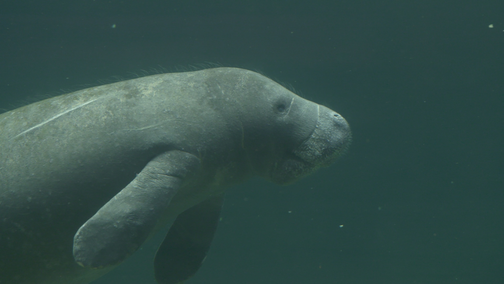 Au coeur du zoo Comme à la maison (3).jpg