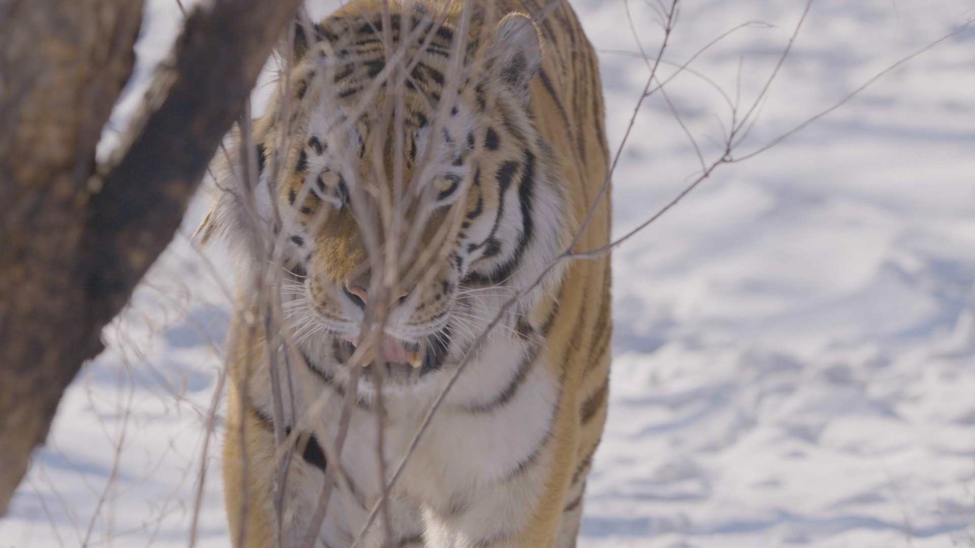 EP102_AsiasFrozenWilderness_LR_WintersHiddenWonders_04.jpg