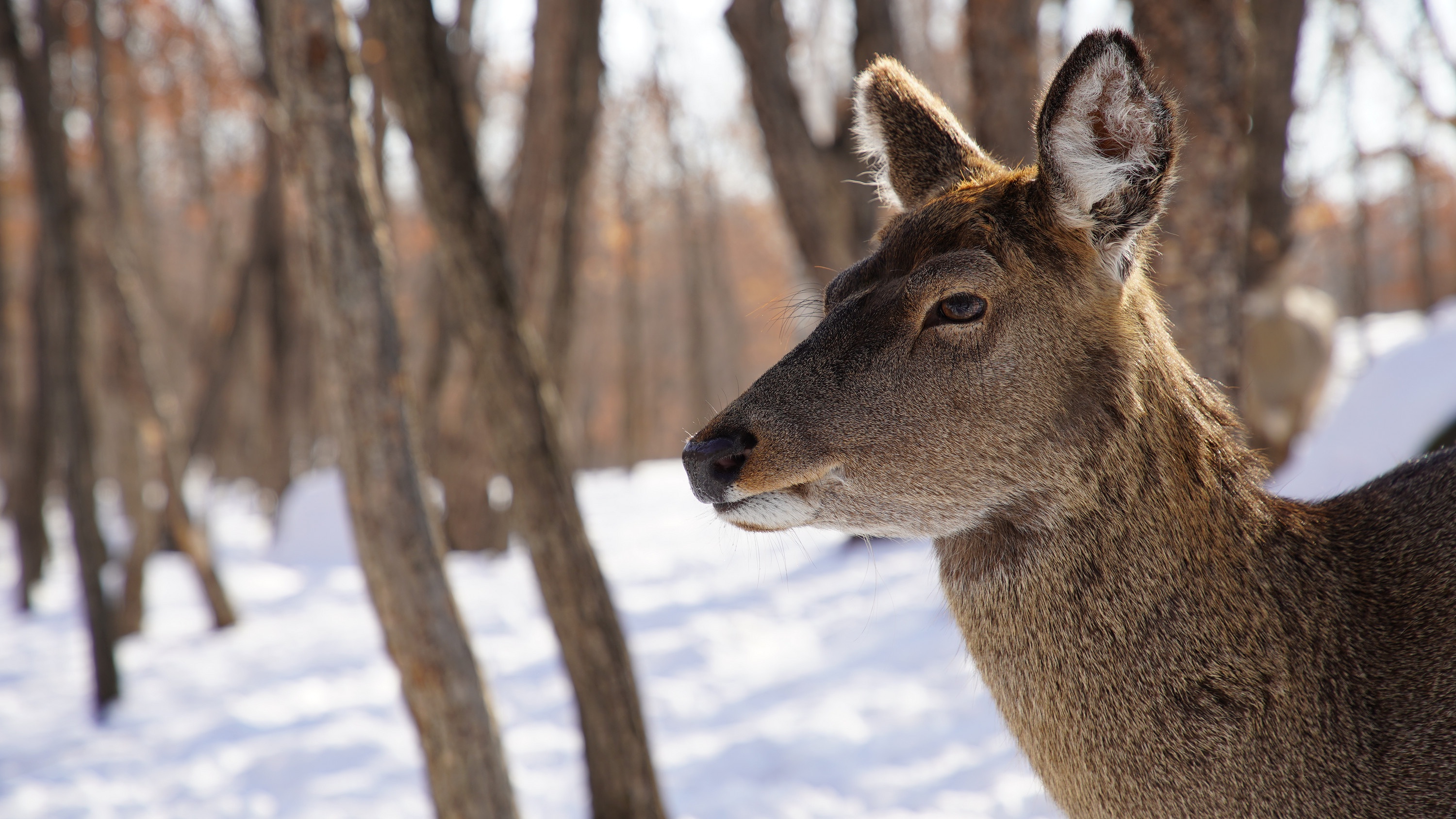 EP102_AsiasFrozenWilderness_WintersHiddenWonders_02.jpg