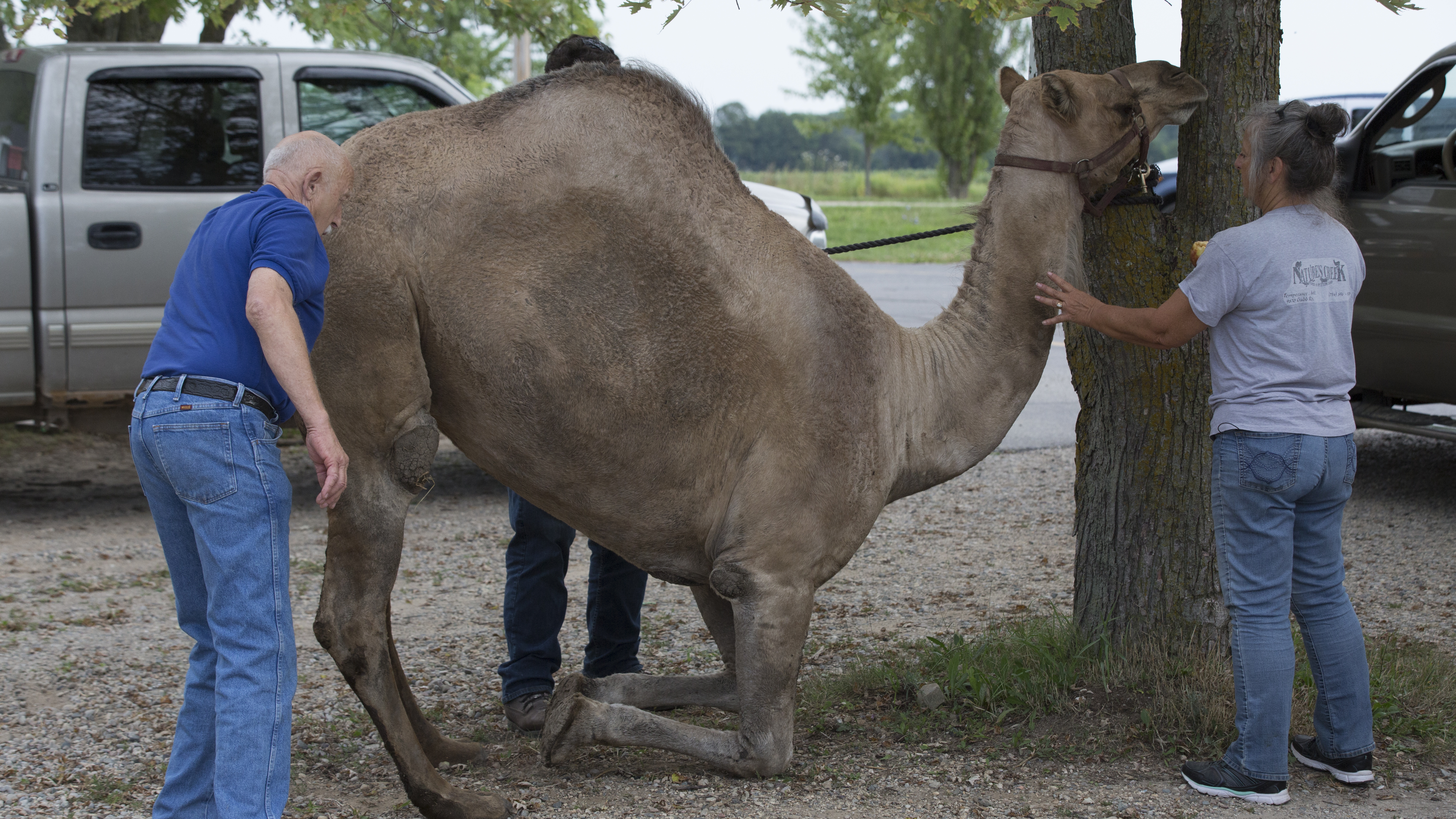 L'incroyable Dr Pol  Après l’effort, le réconfort (3).jpg
