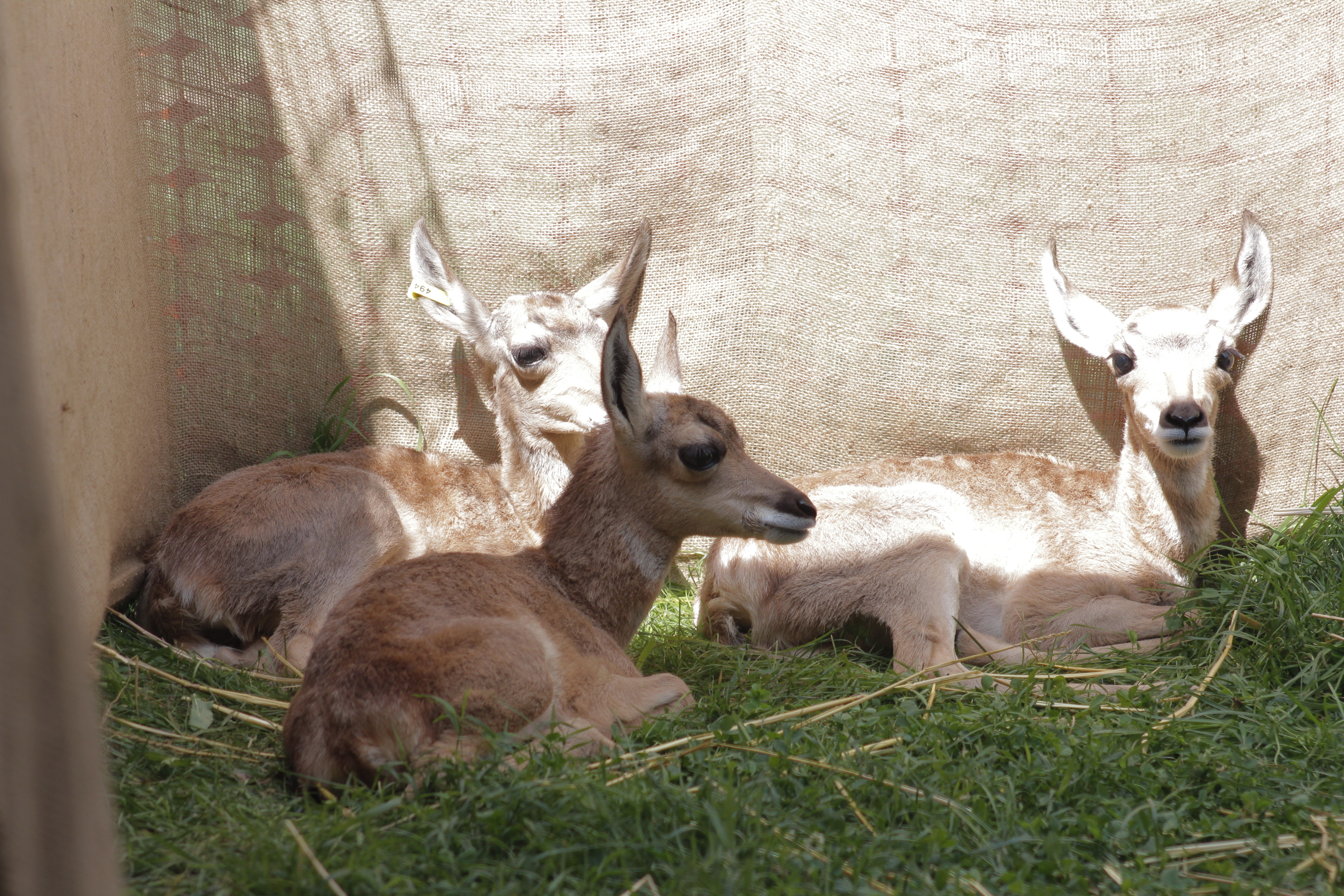 Au cœur du zoo  L’étoile montante (3).jpg