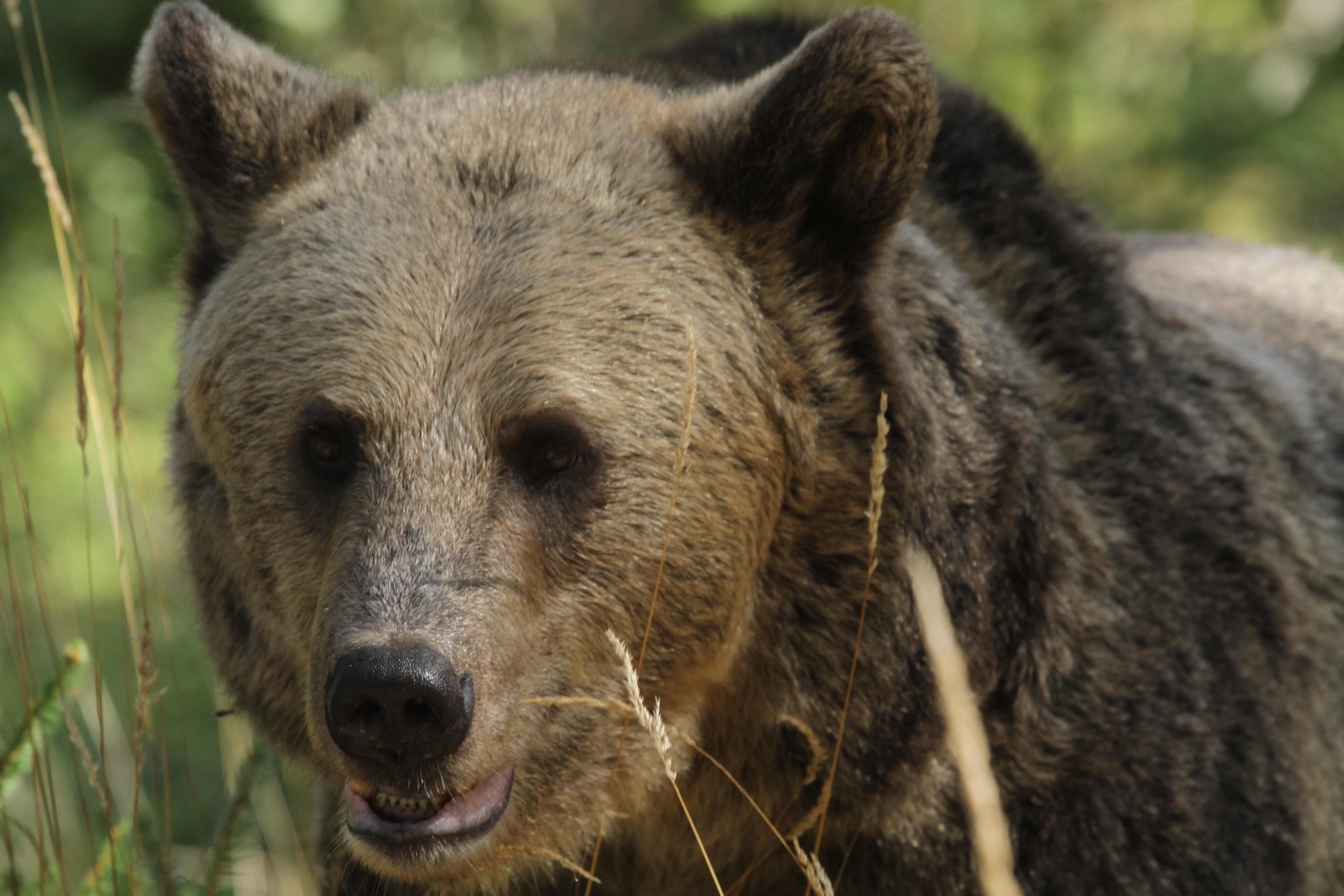 Alaska  A la vie, à la mort - Le champ de bataille des Grizzlis.JPG